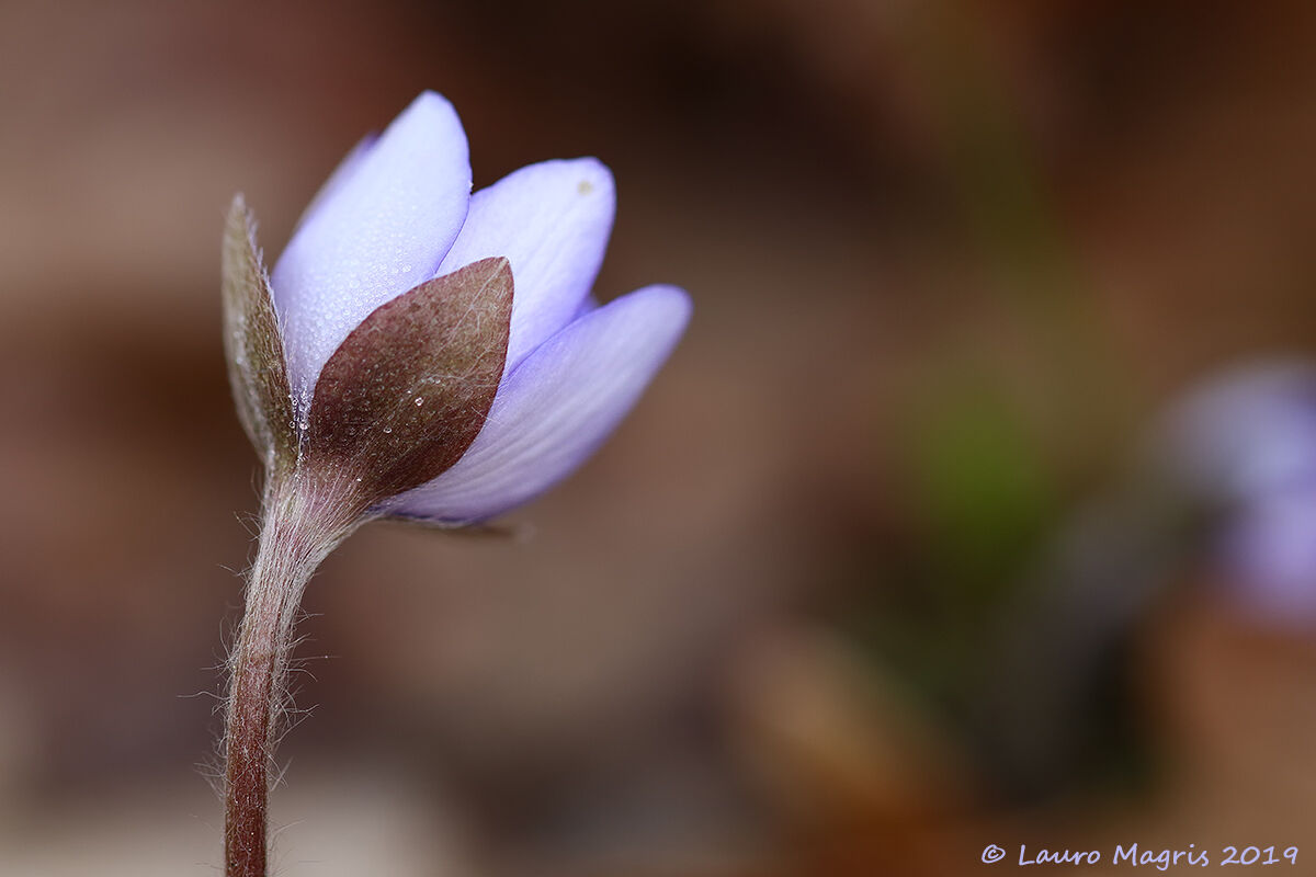 Hepatica Nobilis (Occhio di gatto)