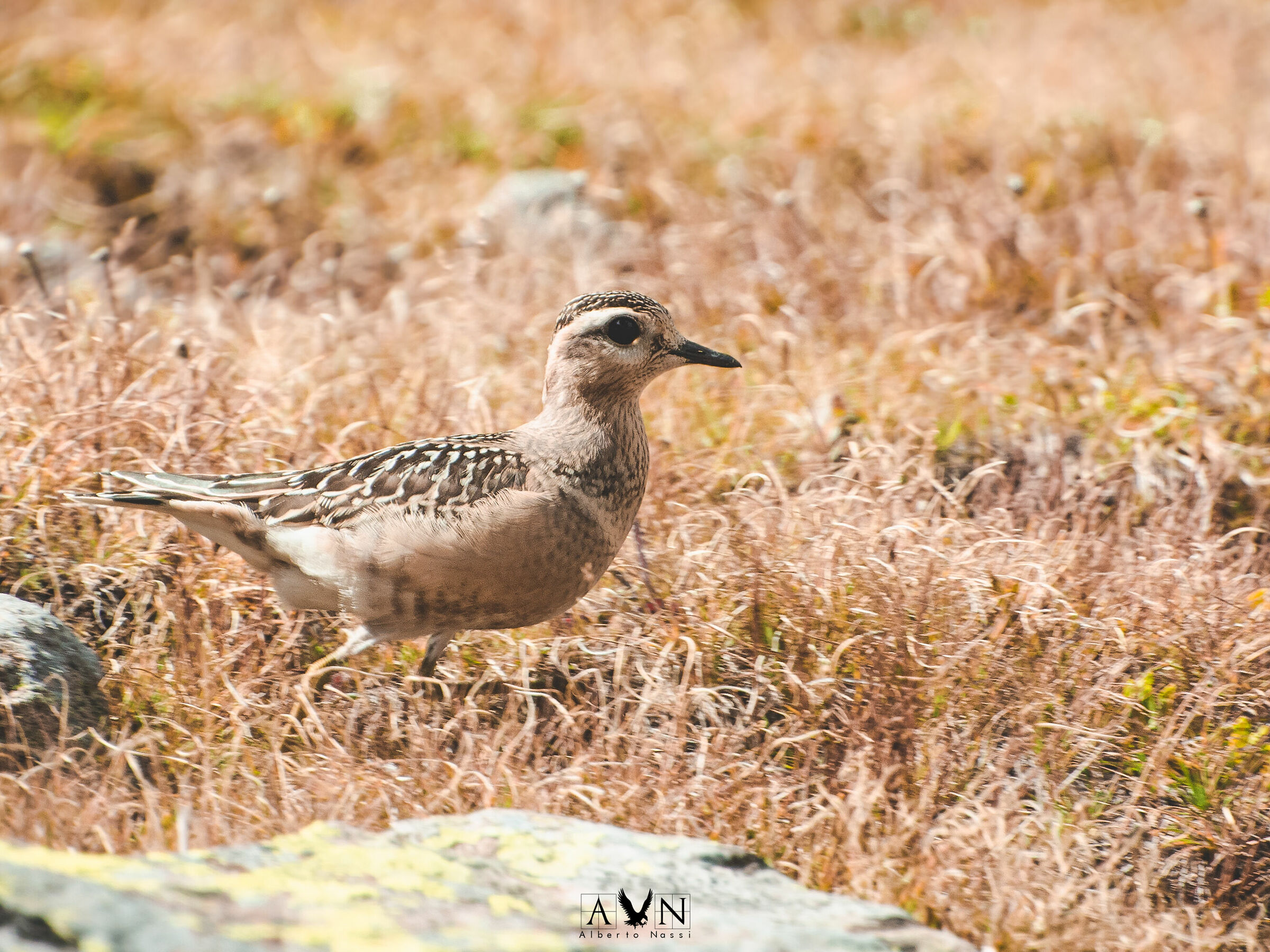 Baptismal Parish Dotterel