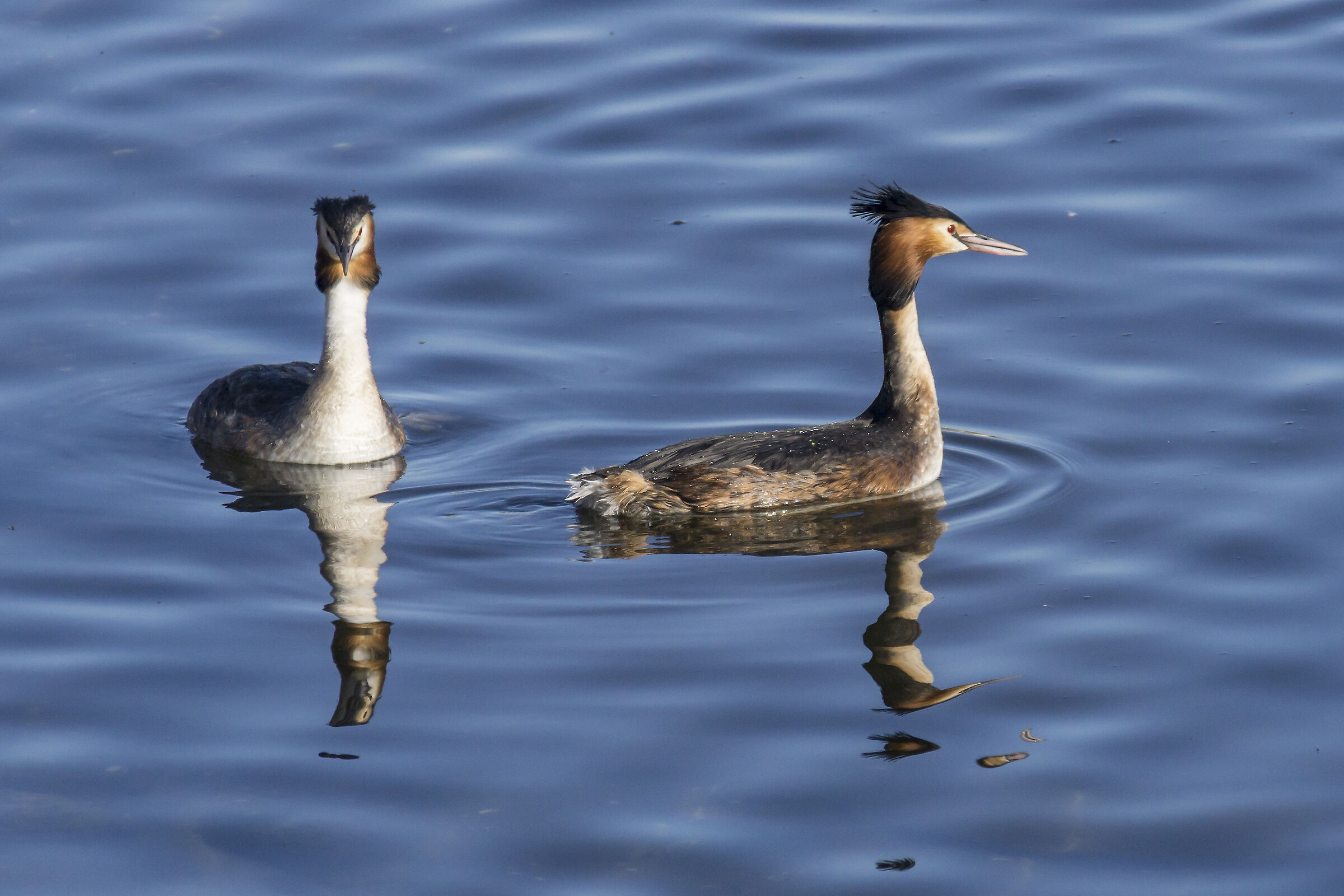 Svassi - Rituale di corteggiamento - 9
