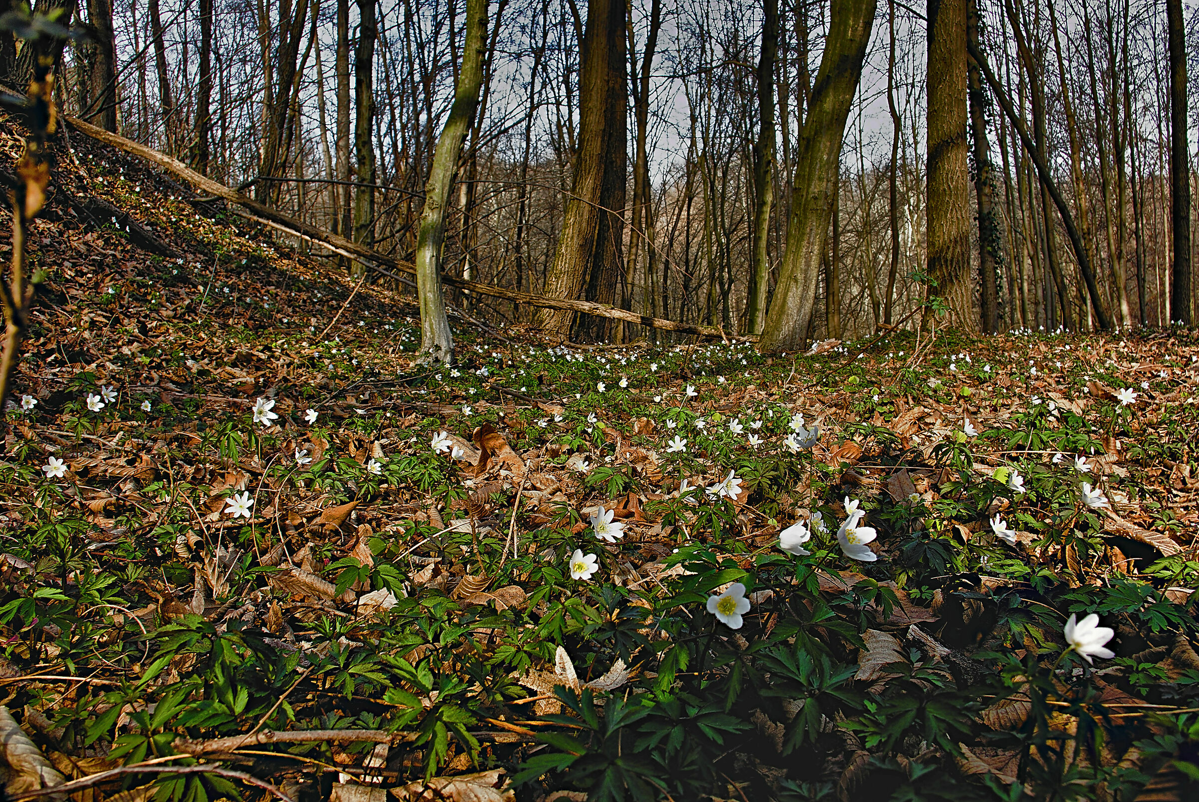 Forest anemones