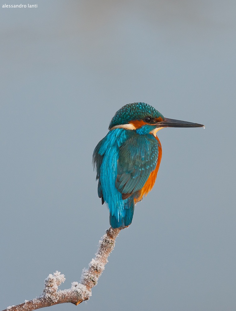 kingfisher