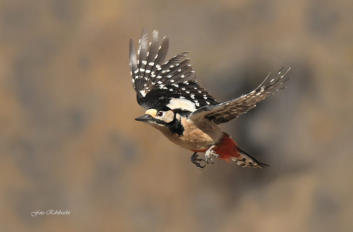 Big Red woodpeckers....