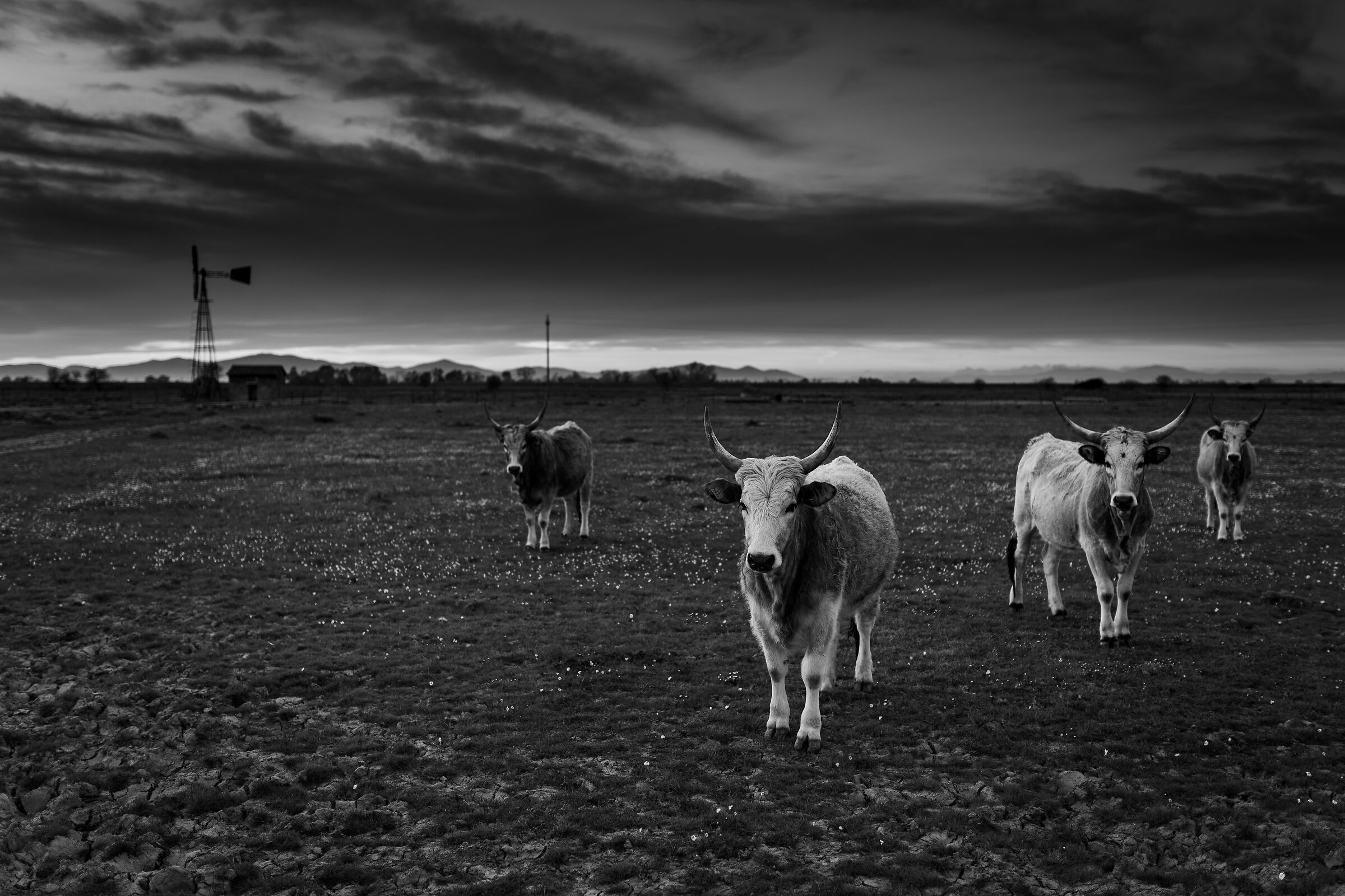 Tira una brutta aria..