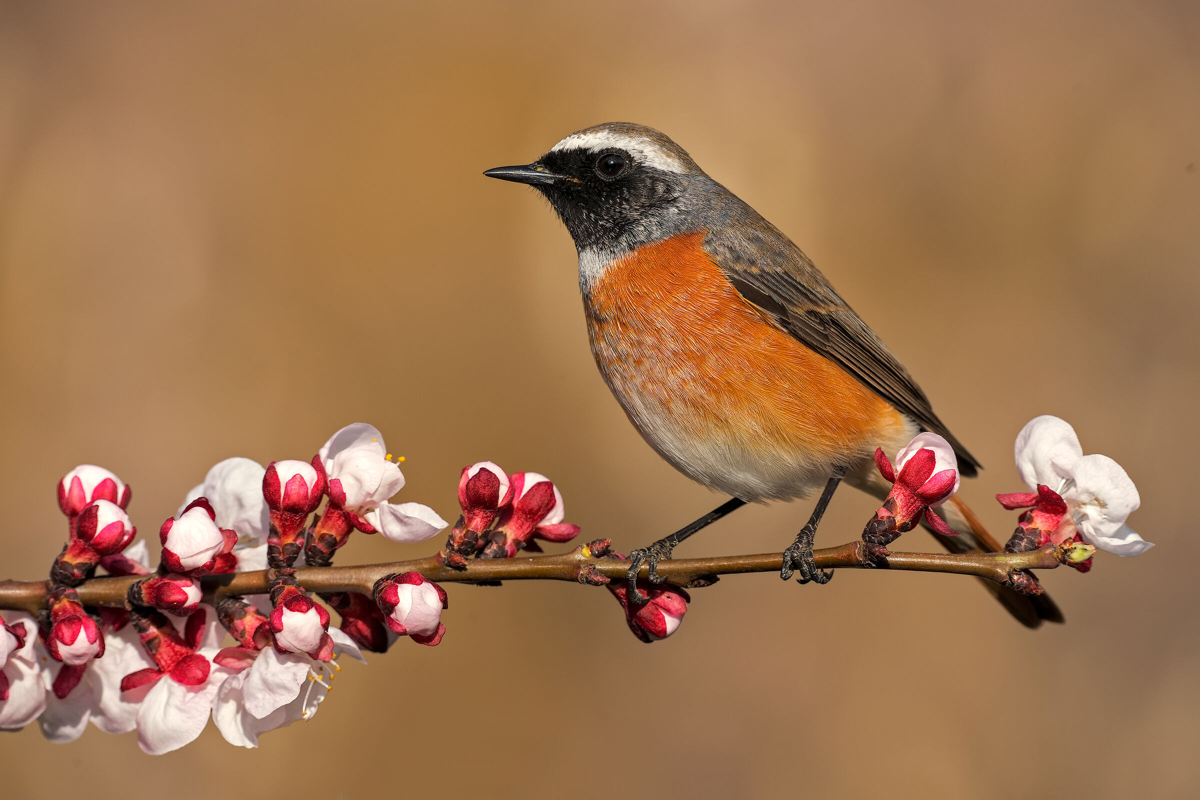 The first redstart of the year... It's Spring!