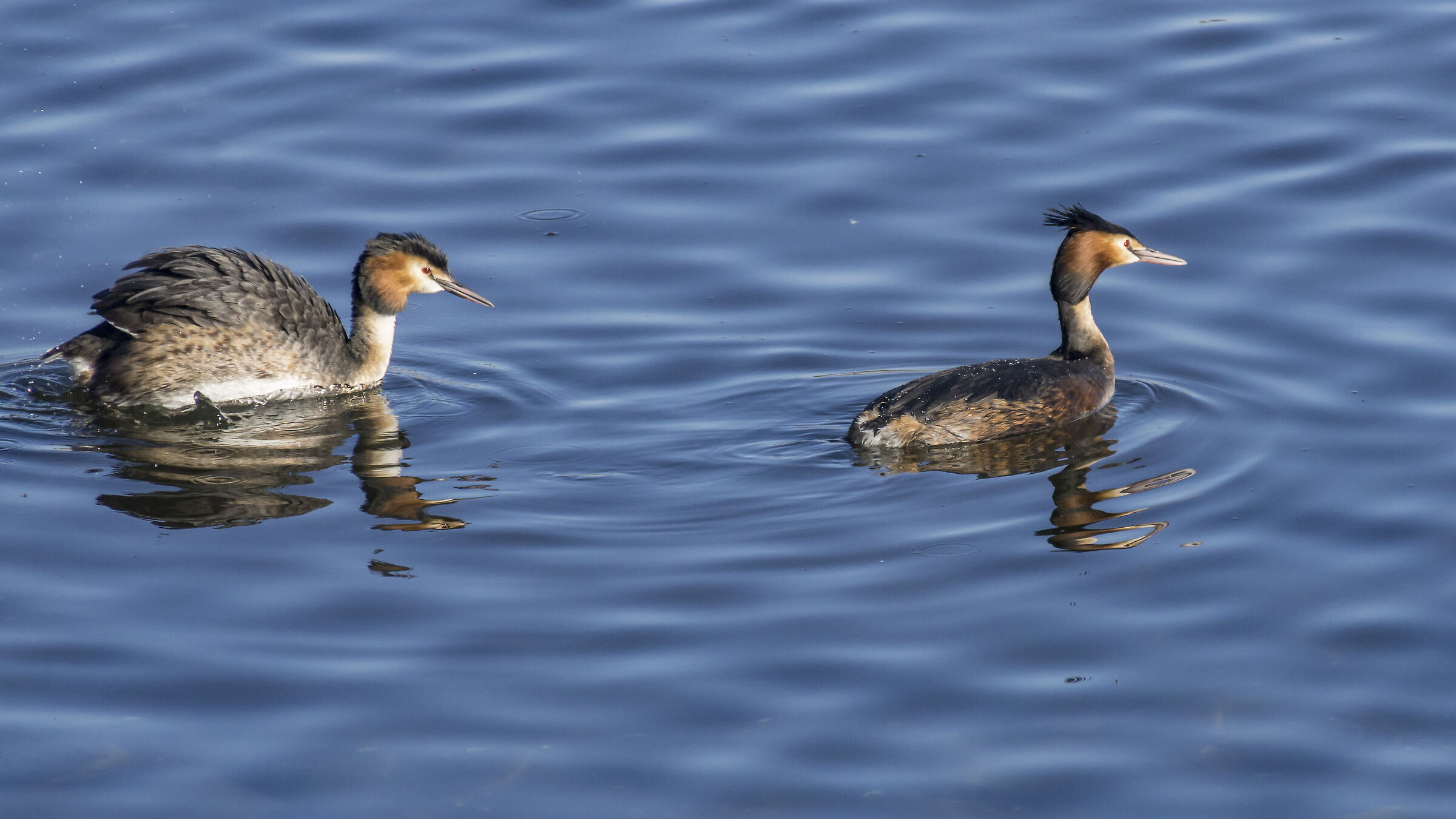 Svassi - Rituale di corteggiamento - 10