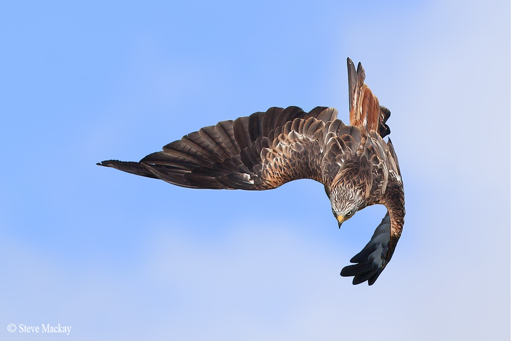 Red Kite