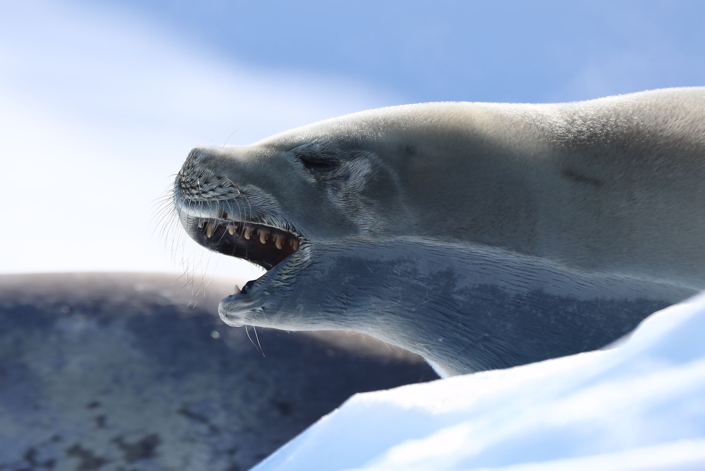 Leopard Seal
