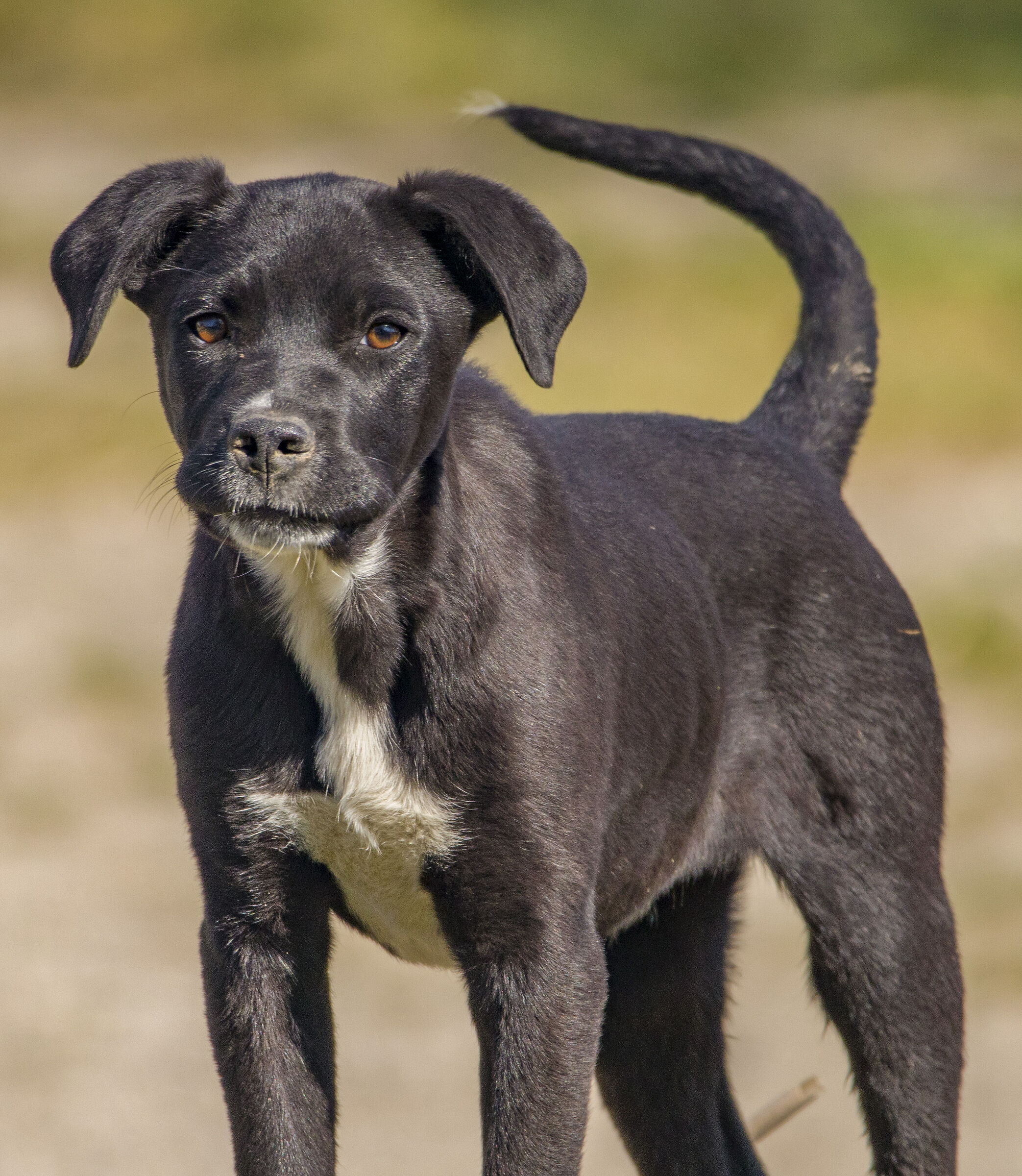 La sua fedeltà è per sempre