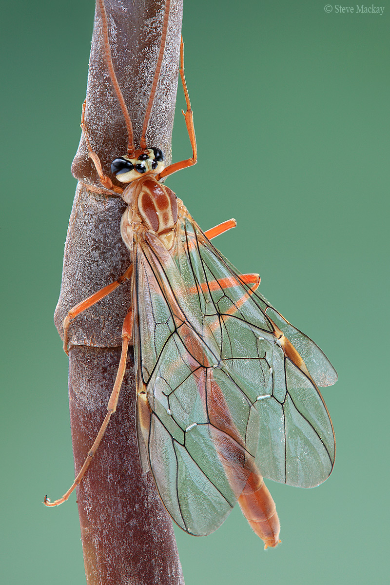 Ichneumon Wasp