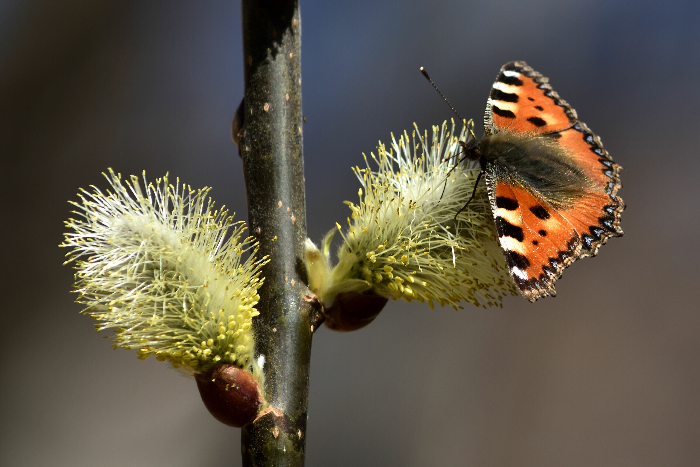 Nymphalis Polychloros