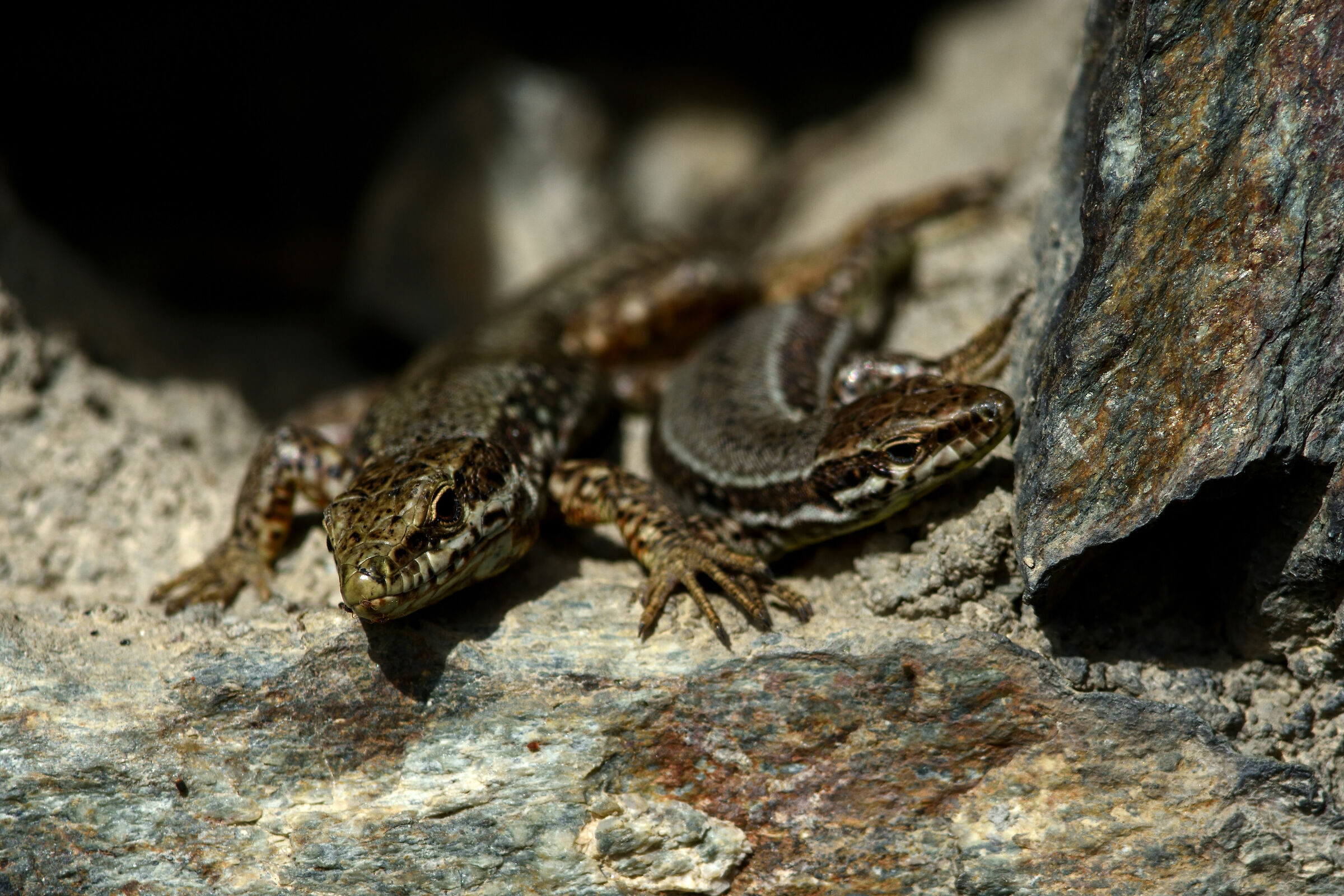 Couple of Podarcis Muralis