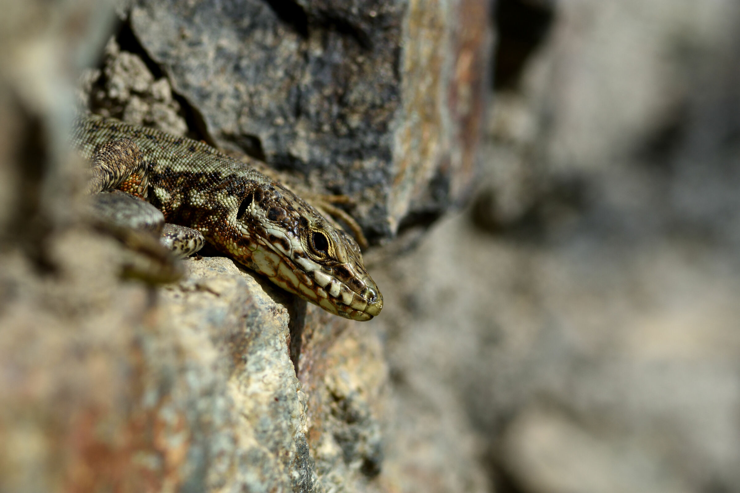 Podarcis muralis