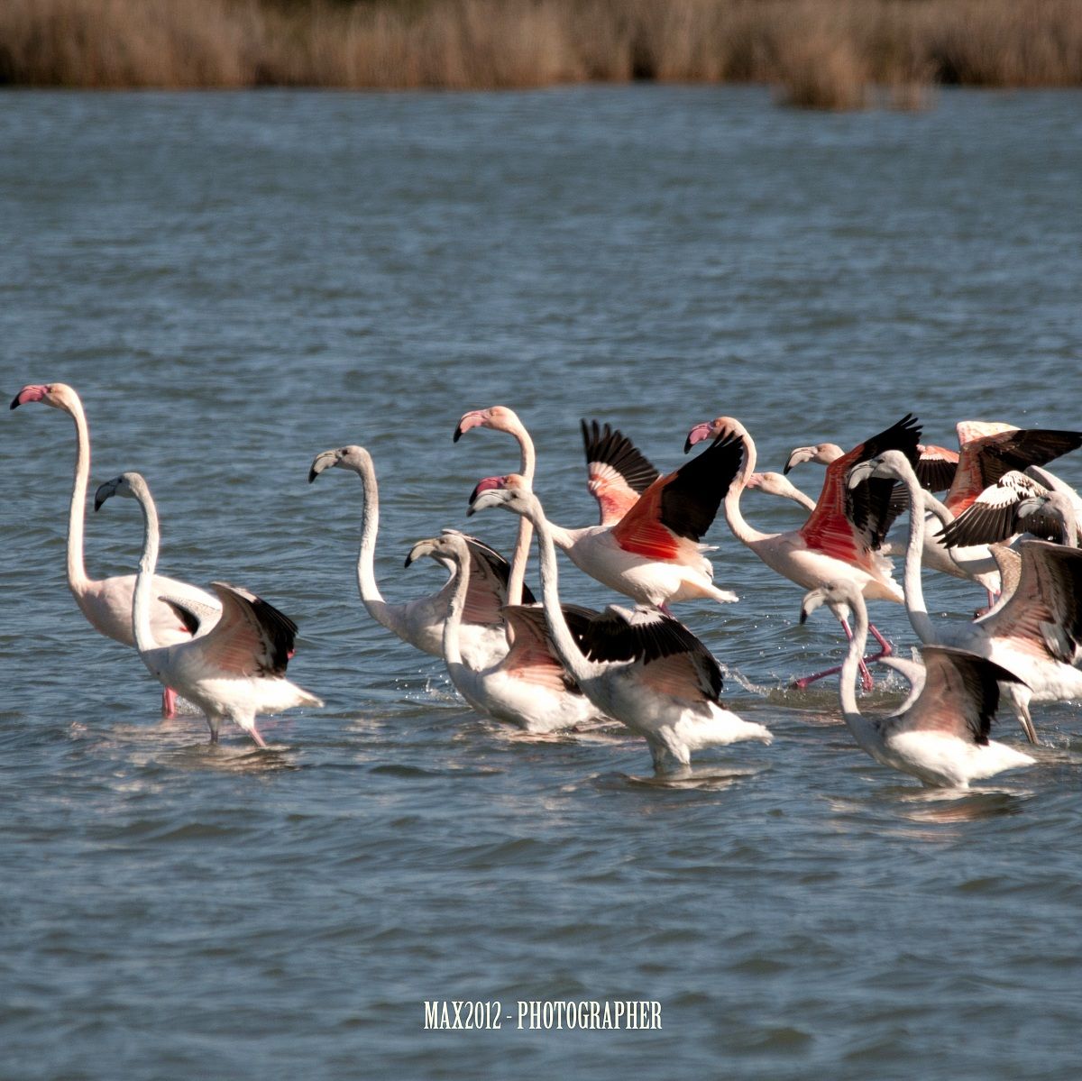 Birdwatching in provincia di Taranto