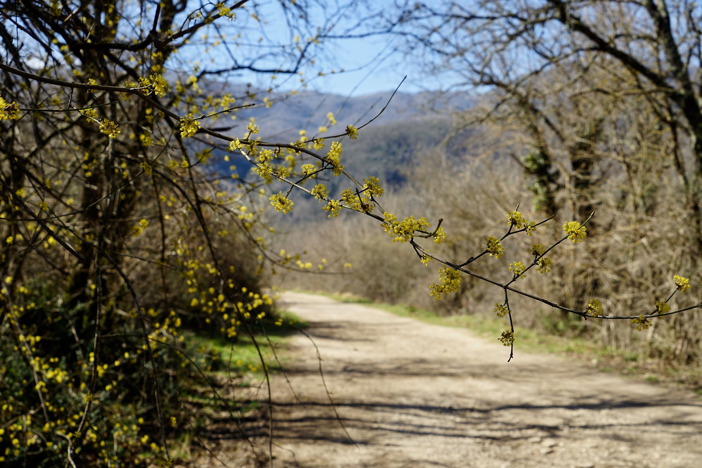 Risveglio di primavera