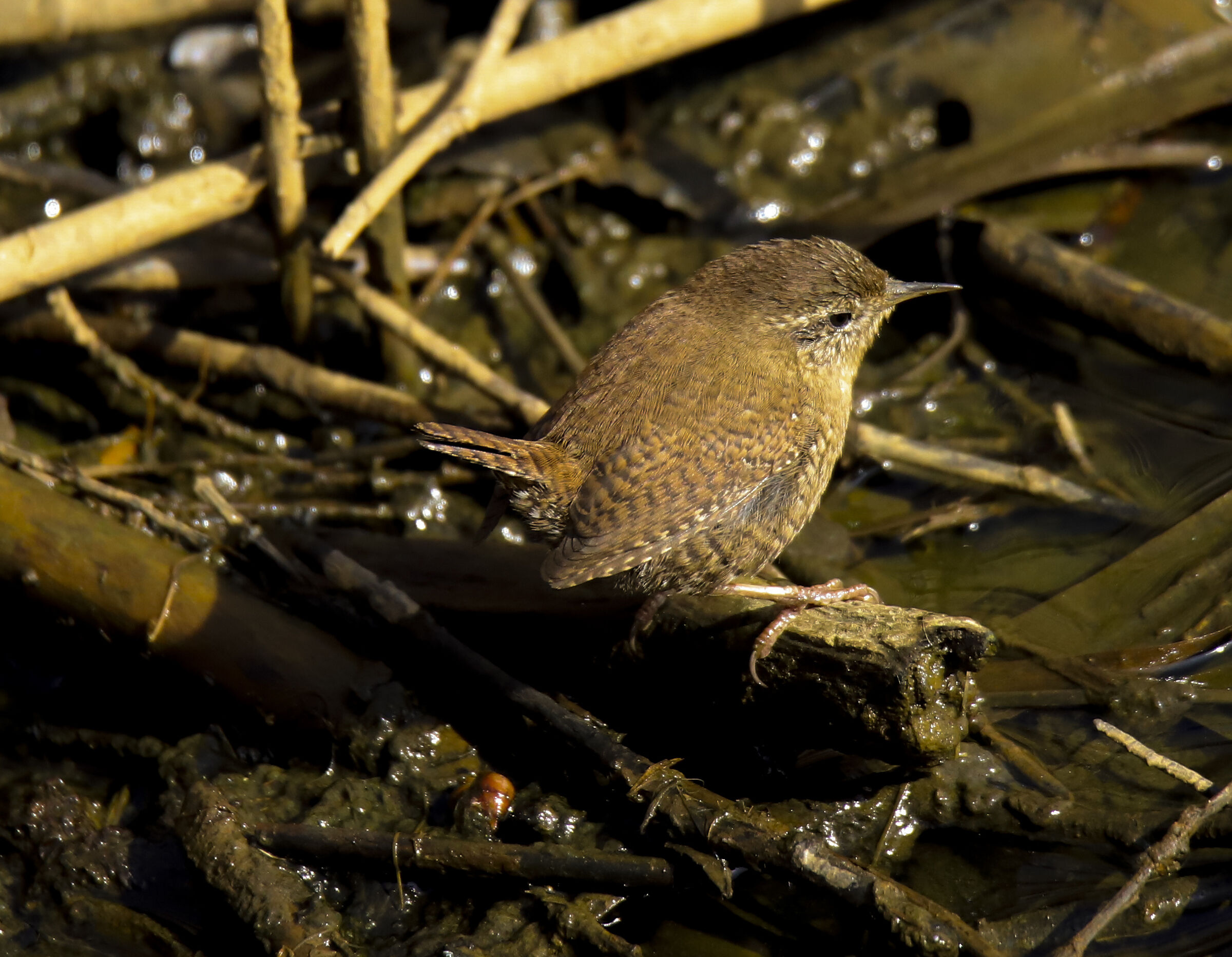 Wren