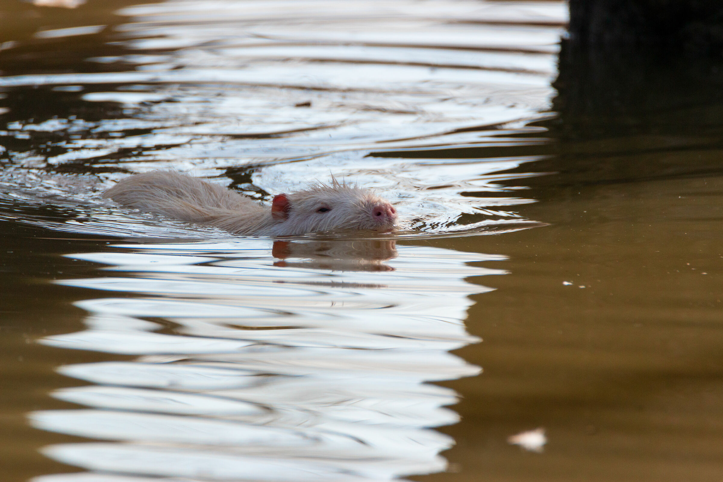 White Nutria-Swim 2