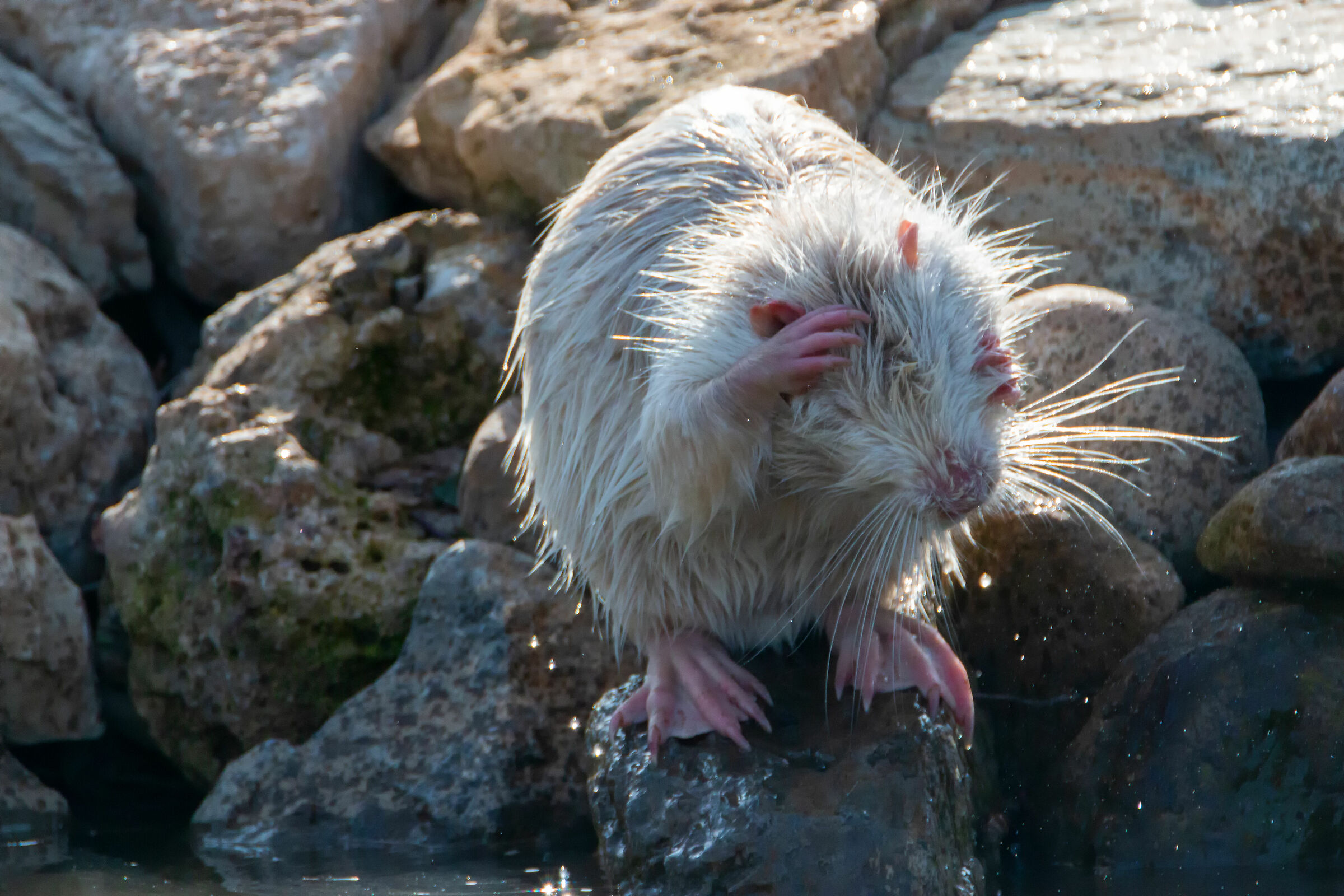 Nutria Bianca-Cleaning