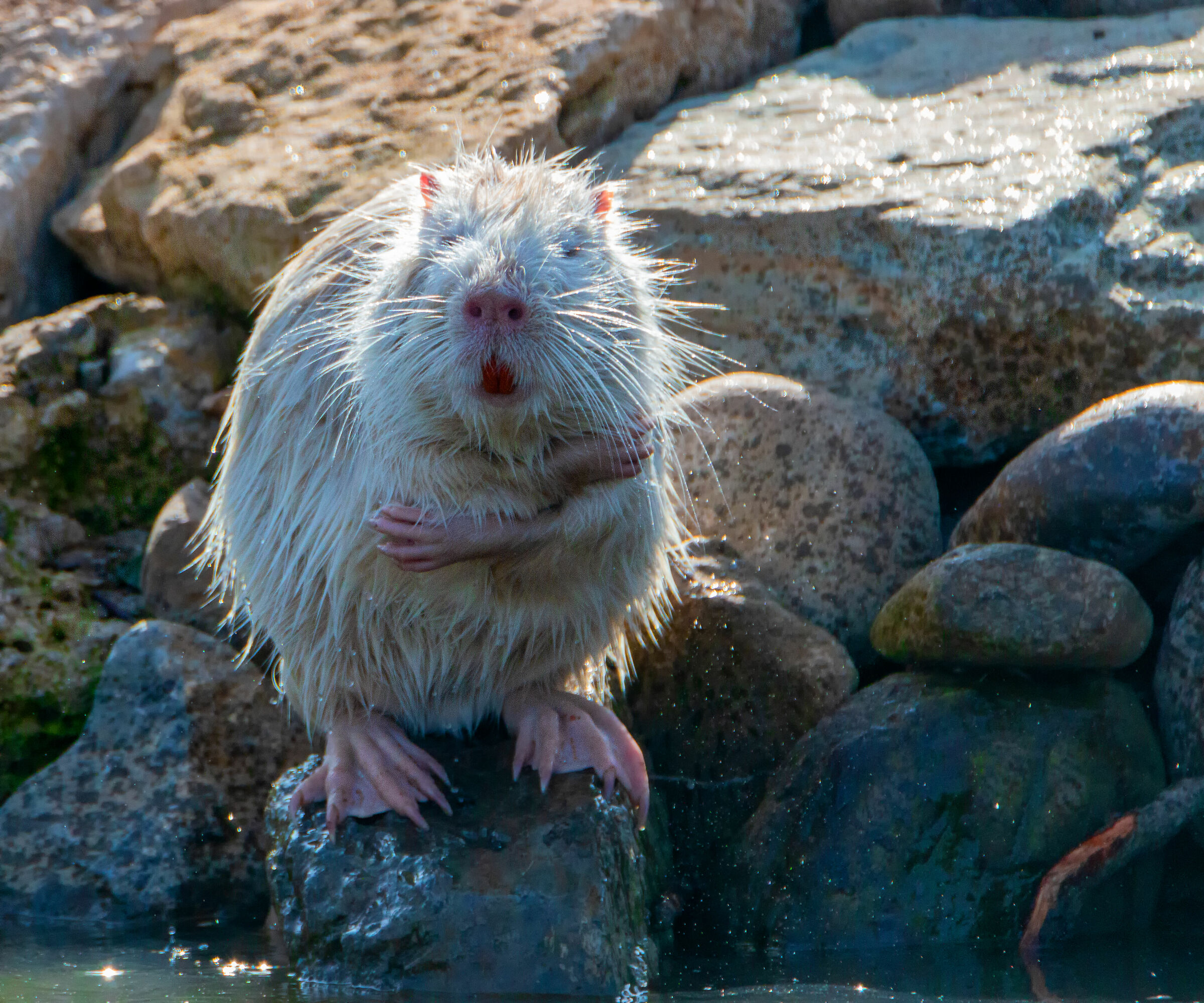 White Nutria-Cleaning 2