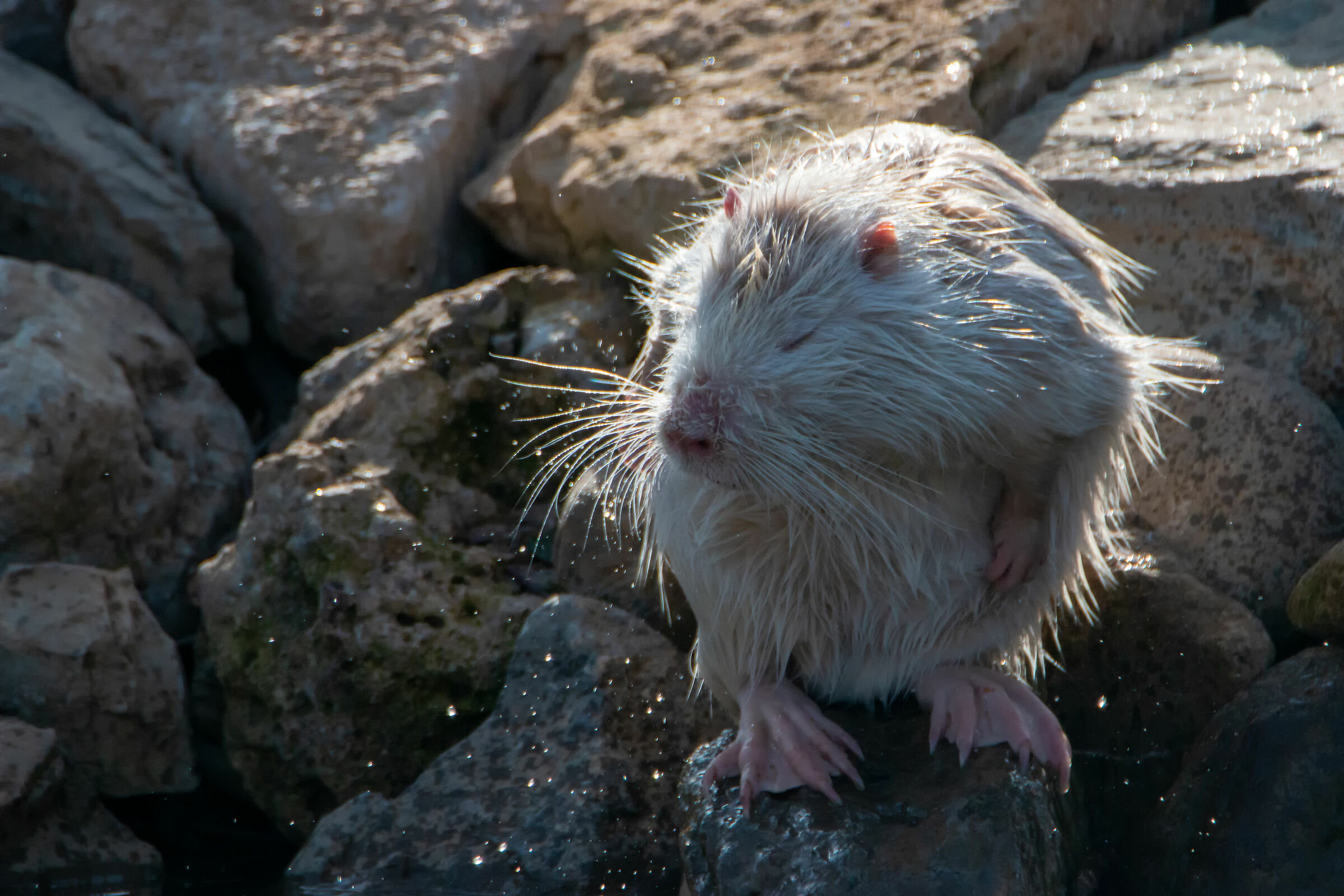 White Nutria-Cleaning 3