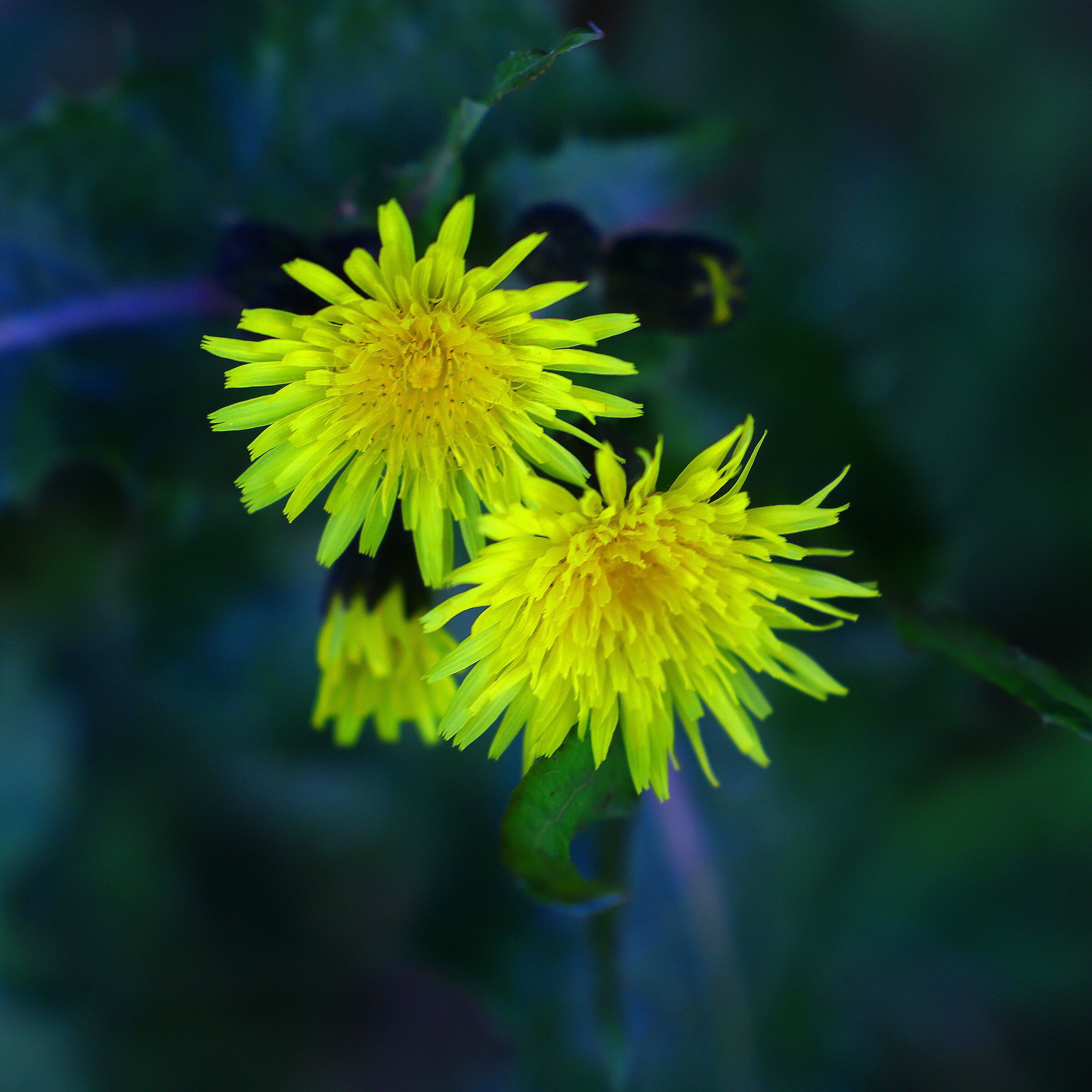 Primavera natura (1)