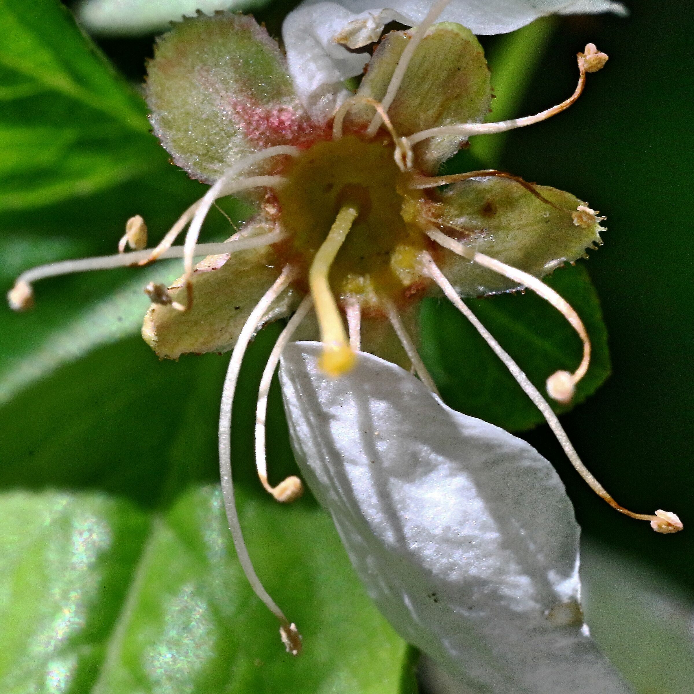 Primavera natura (2)