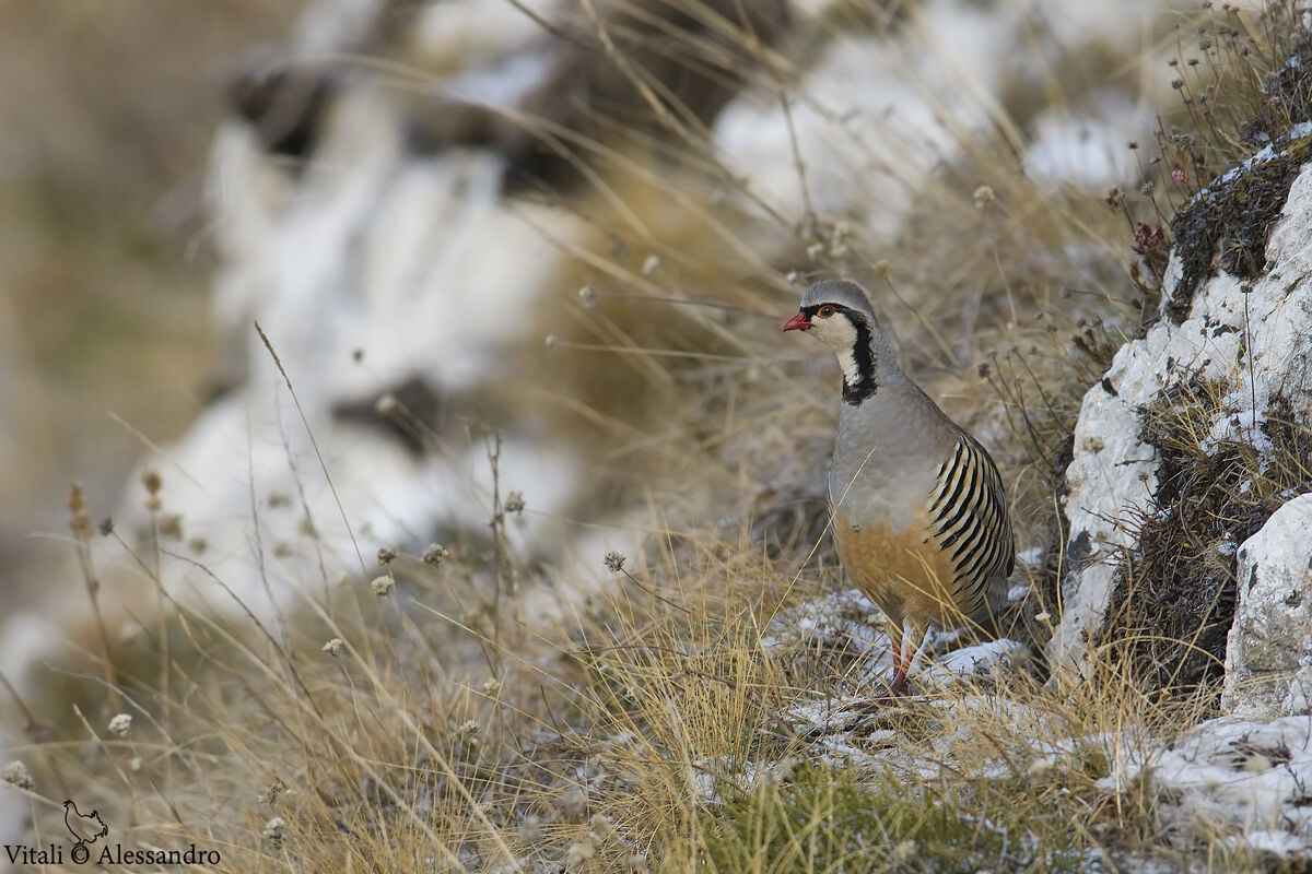 Coturnice delle Alpi