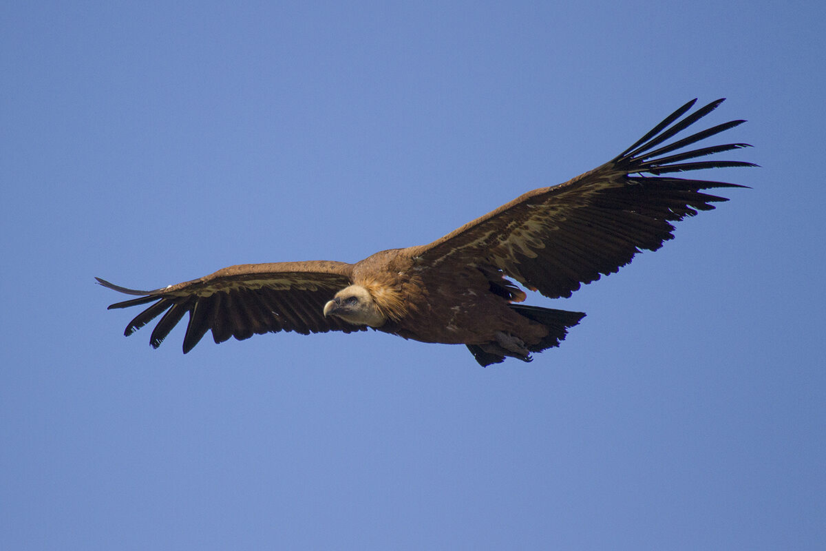 Griffon-Parco del Monfrague-Spain
