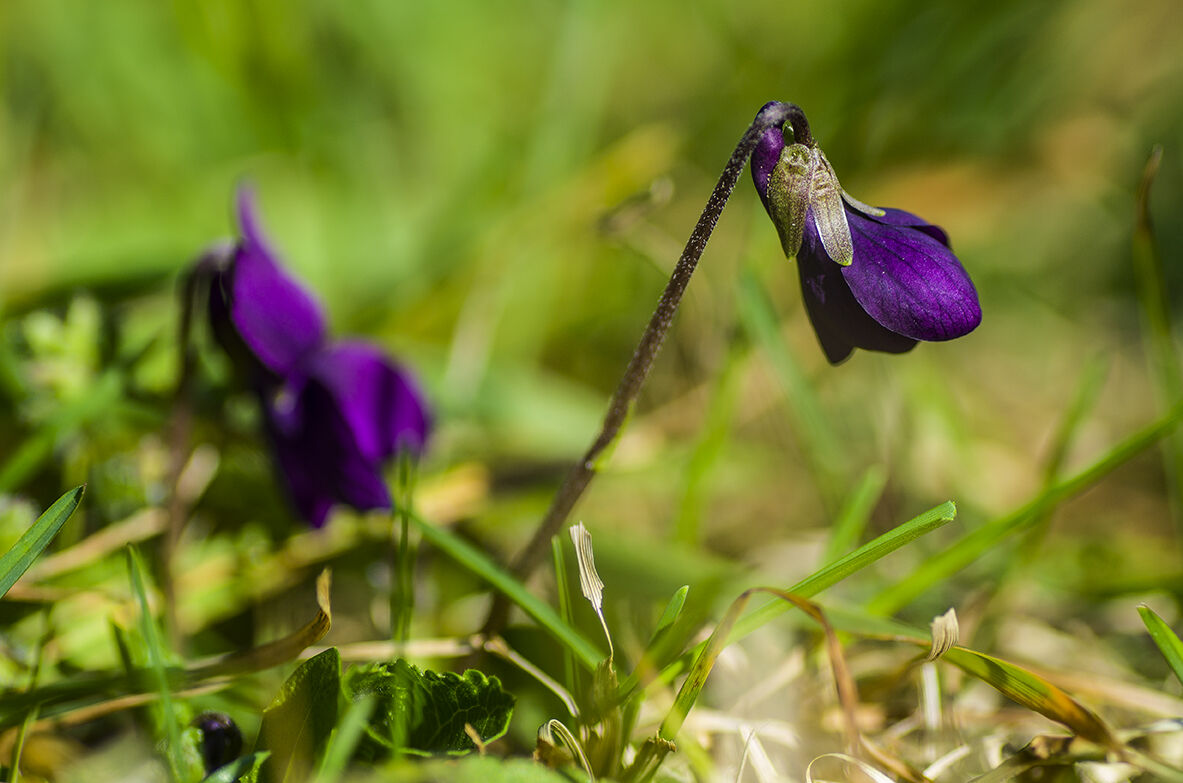 Violet Odorata