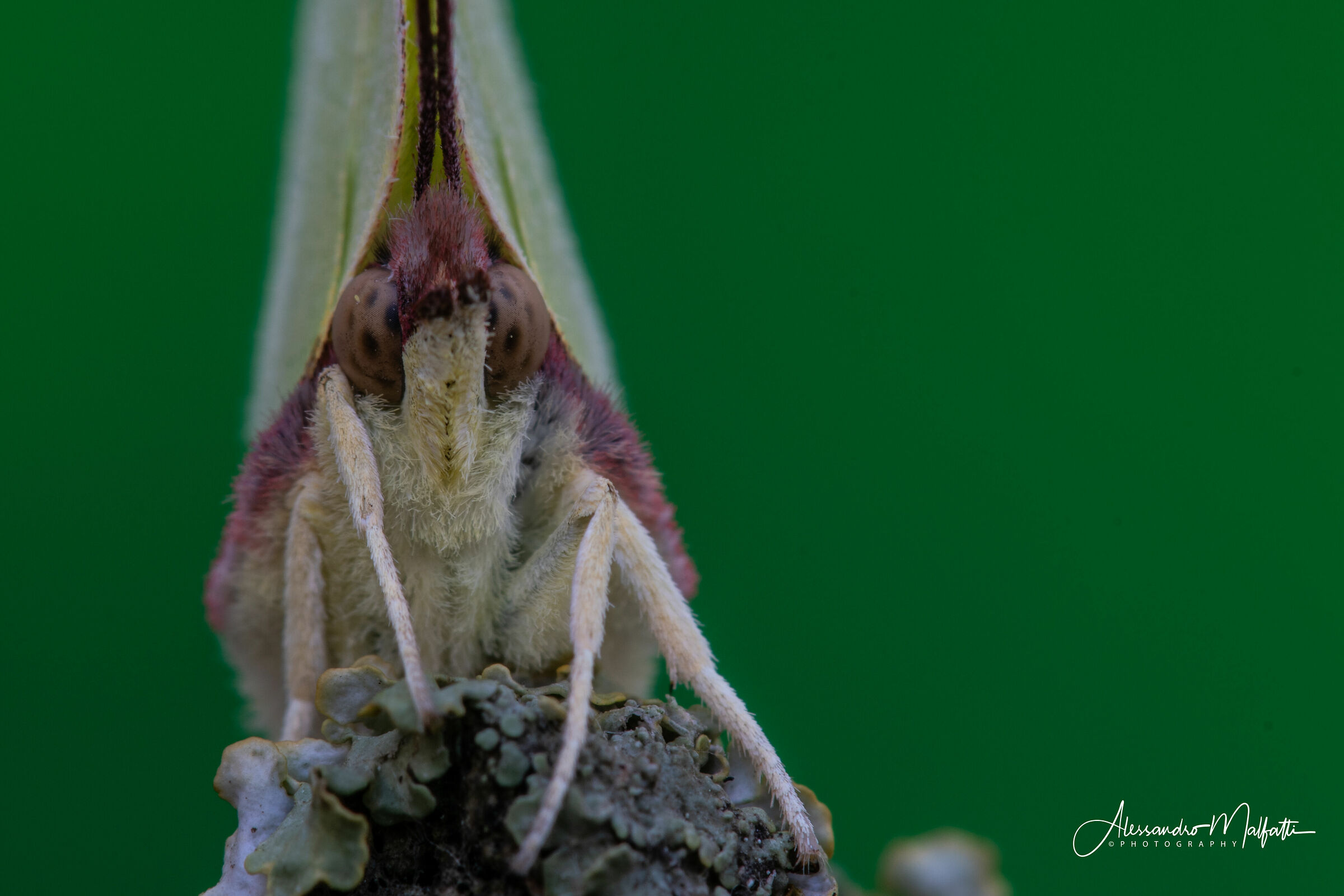 Ritratto di citronella