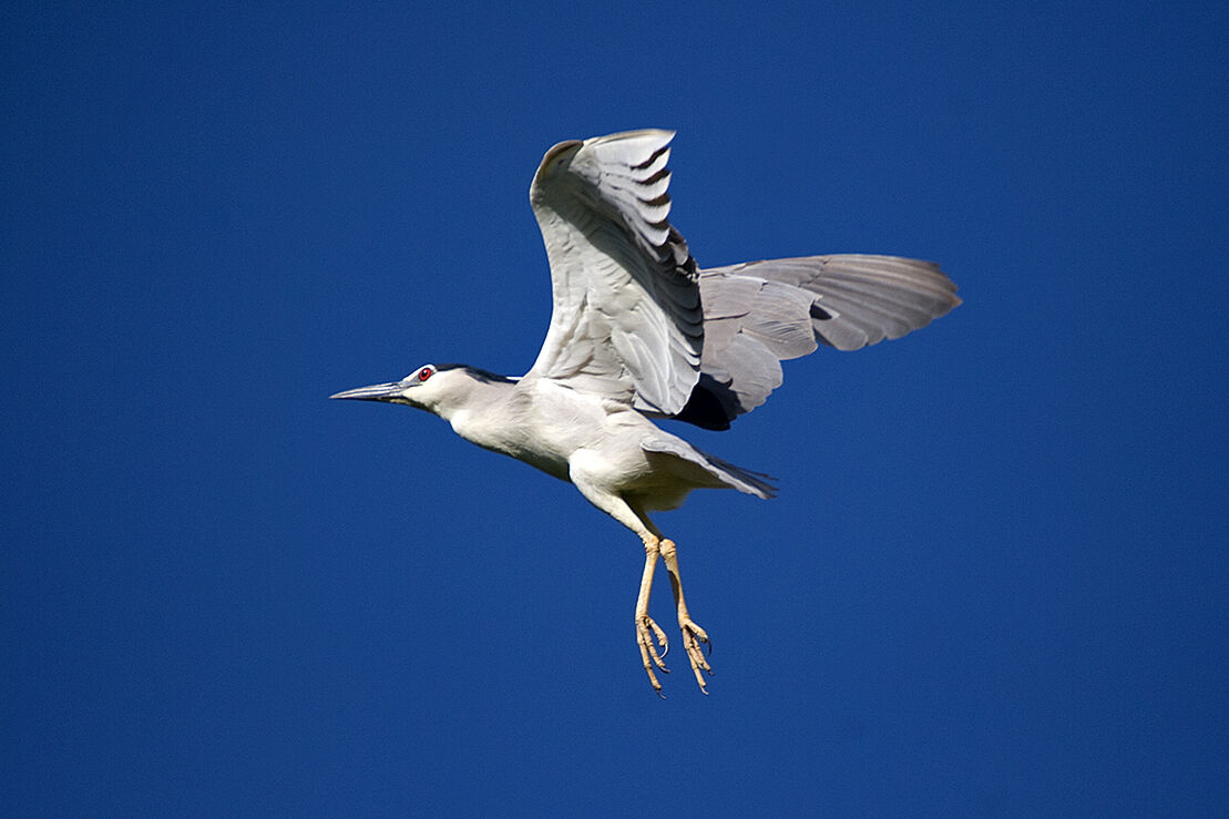 Night Heron