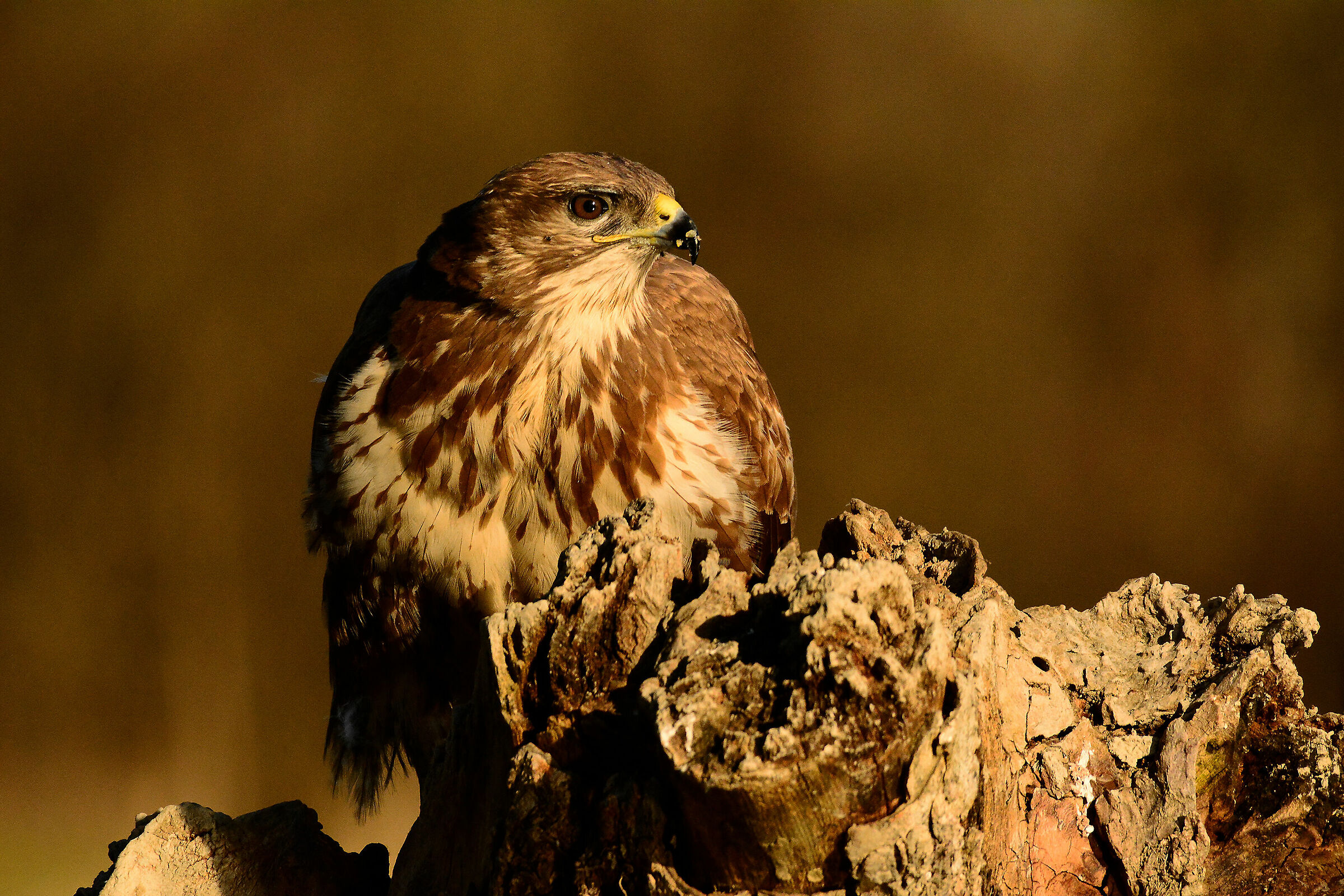 The Golden Buzzard...
