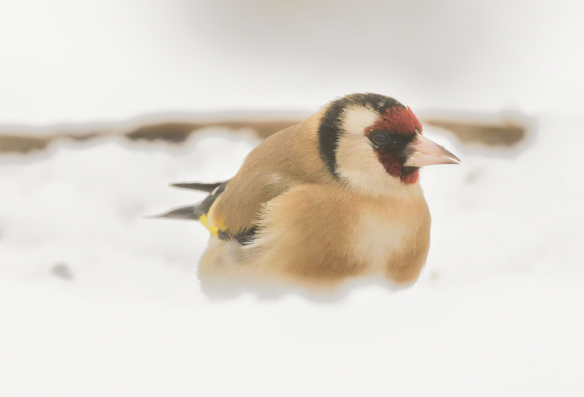 Goldfinch