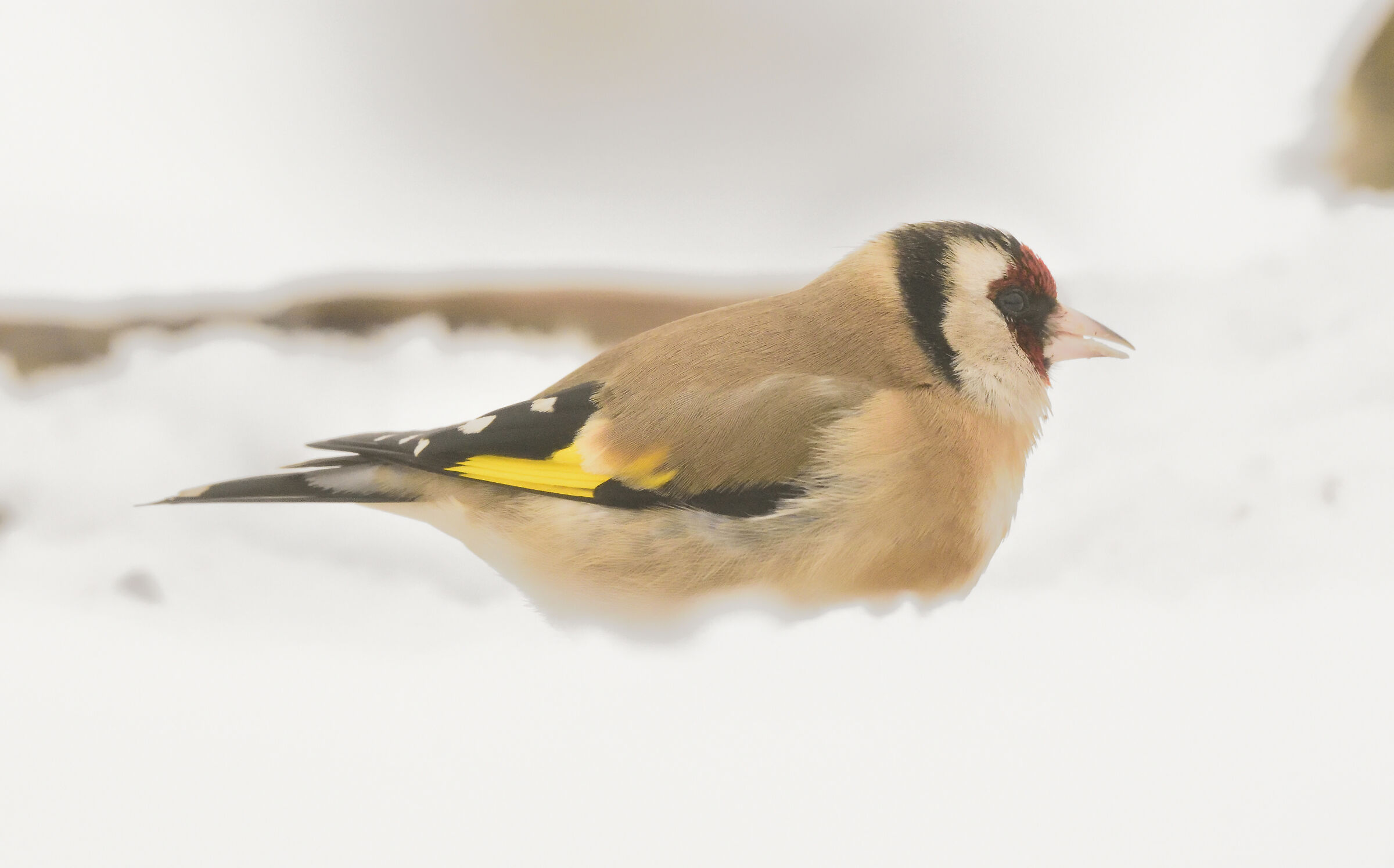 Goldfinch