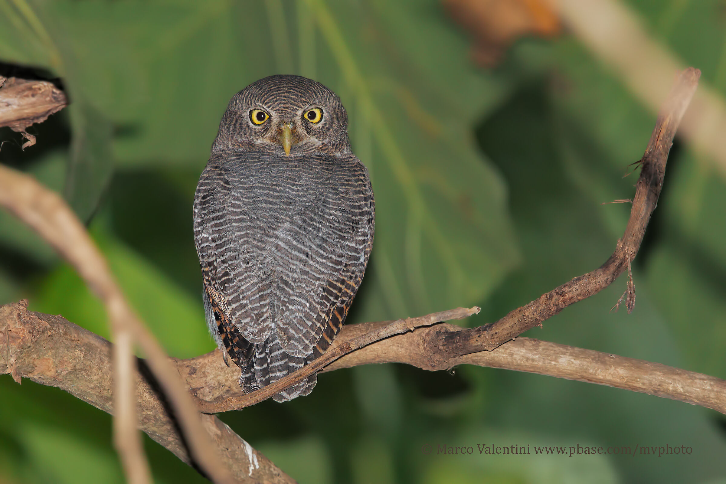 Jungle Owlet