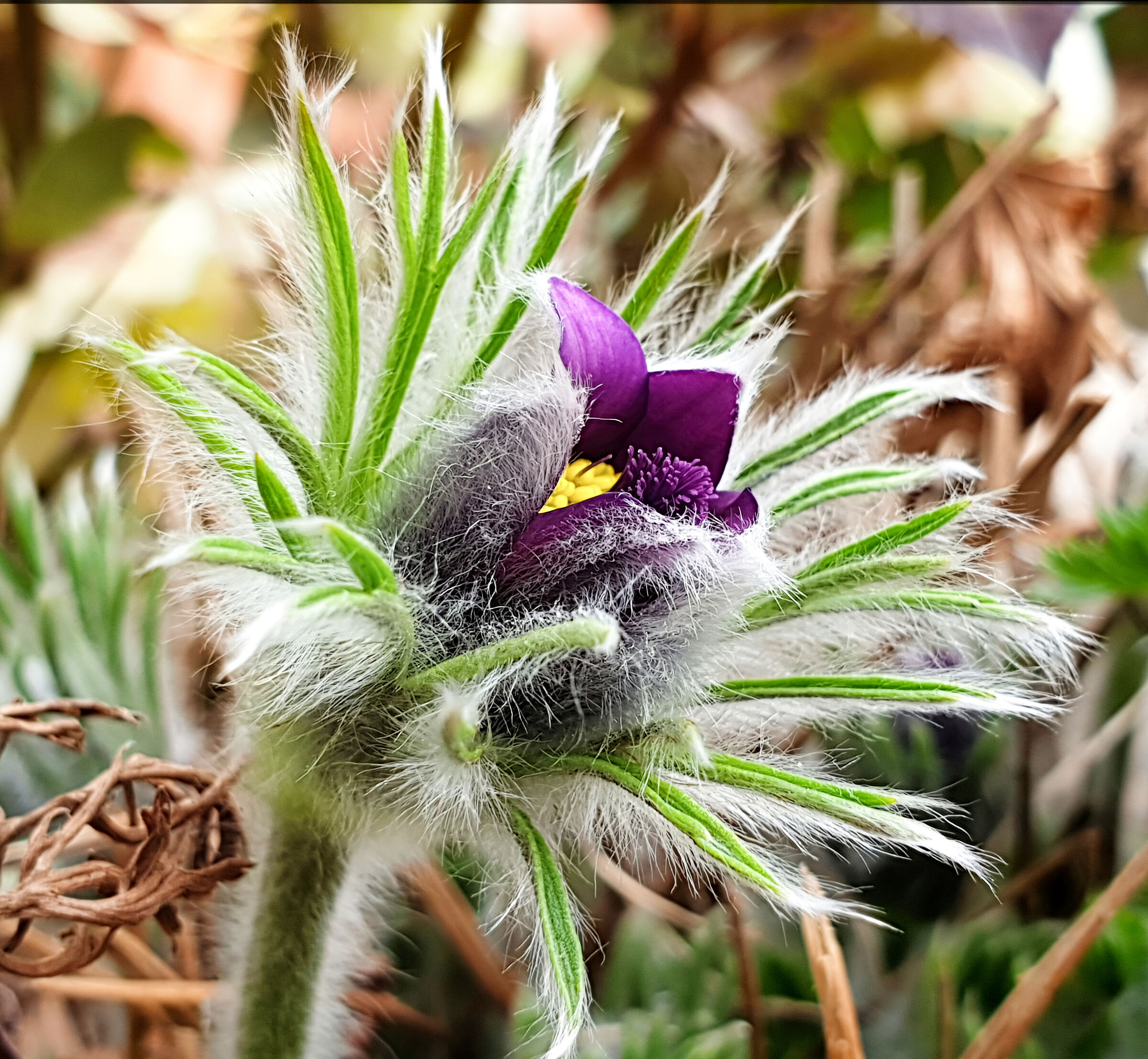Pulsatilla