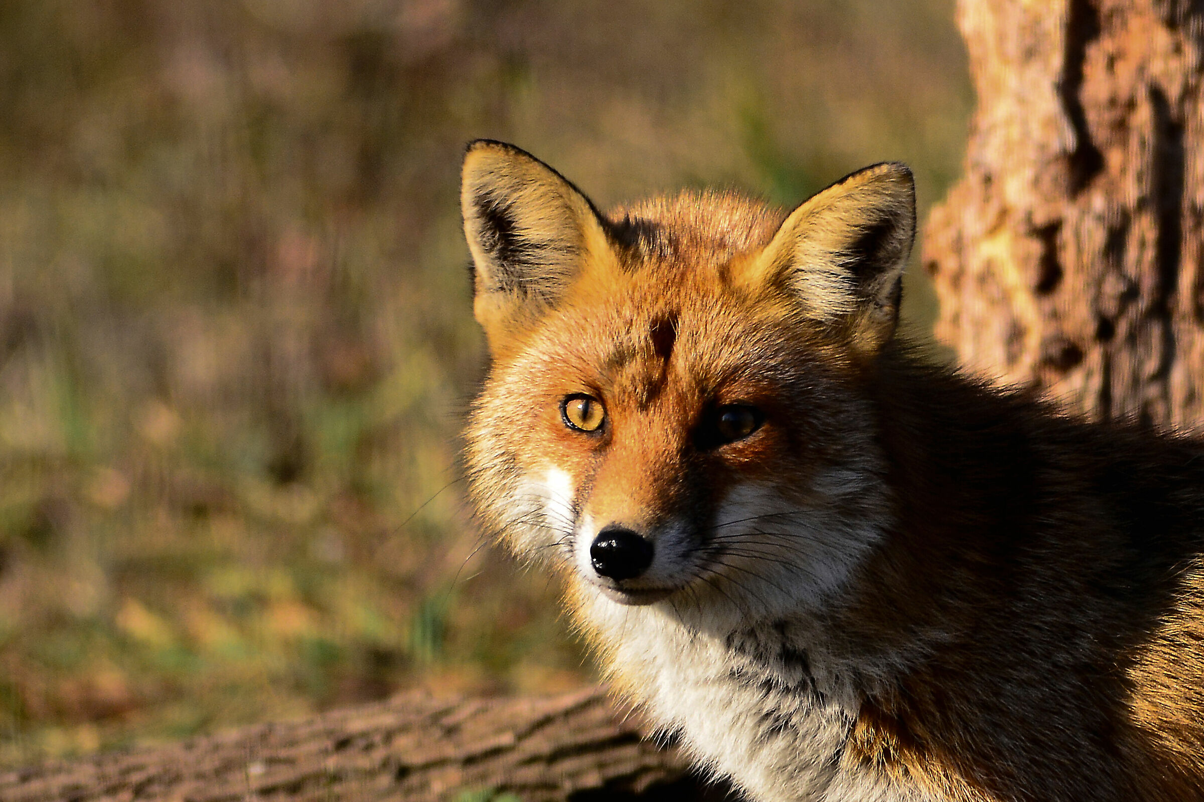 The nobility of the forest...