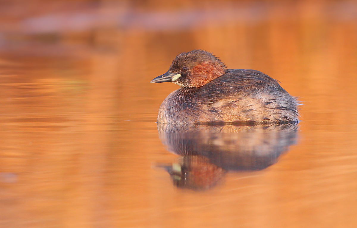 Little Grebe