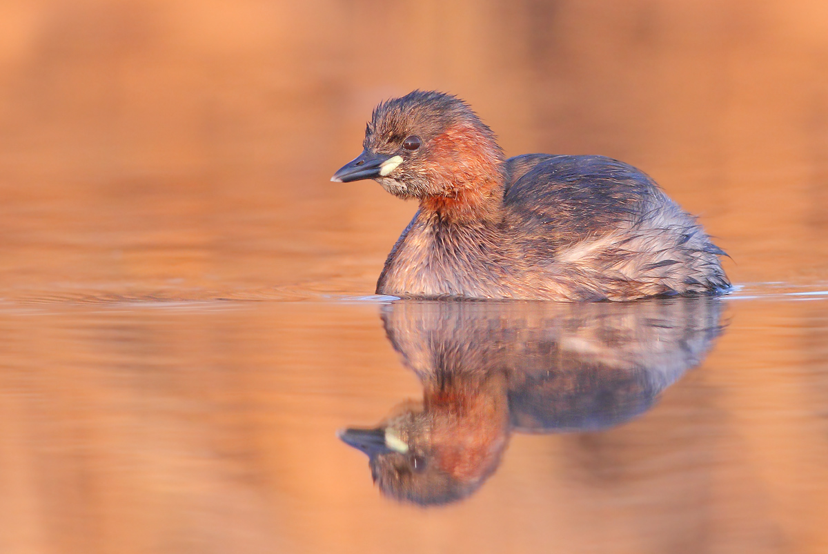 Little Grebe