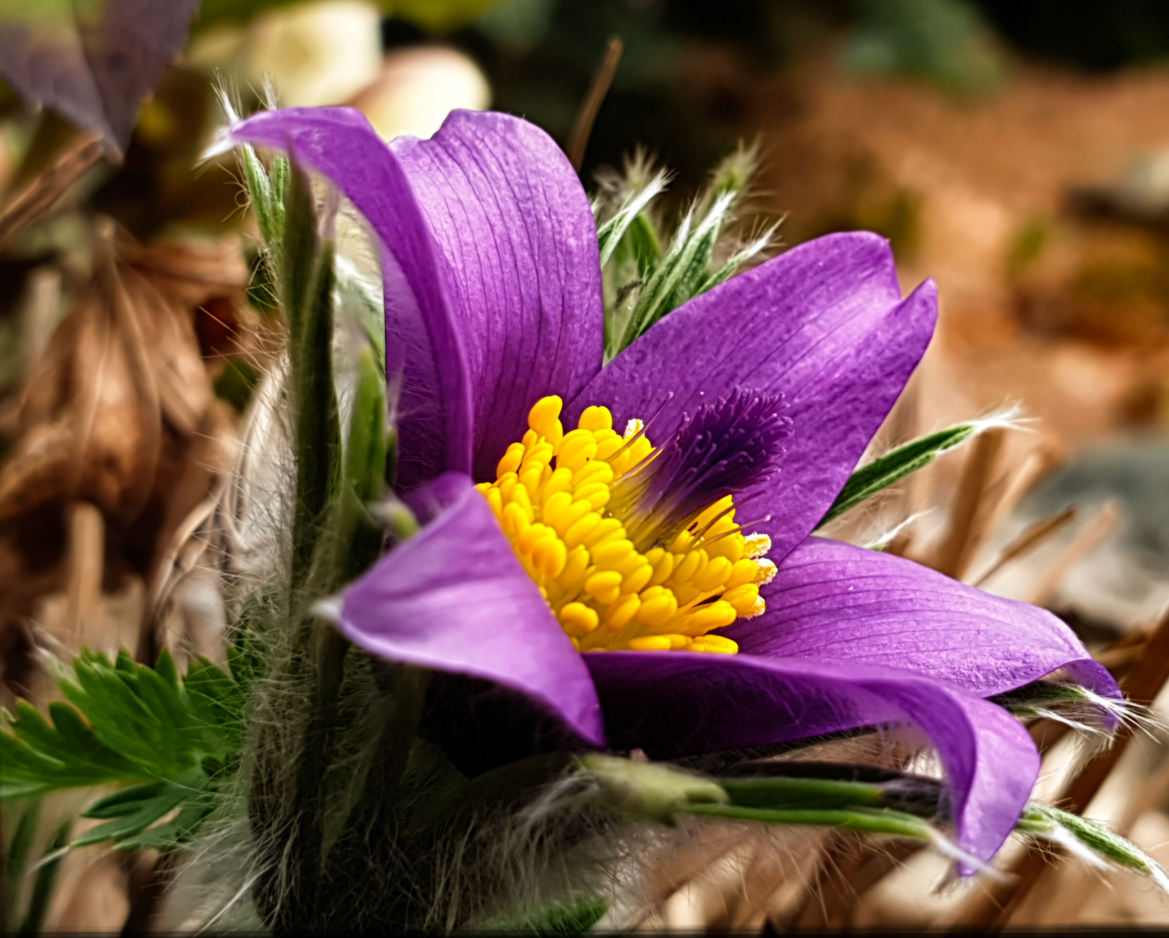Pulsatilla 2