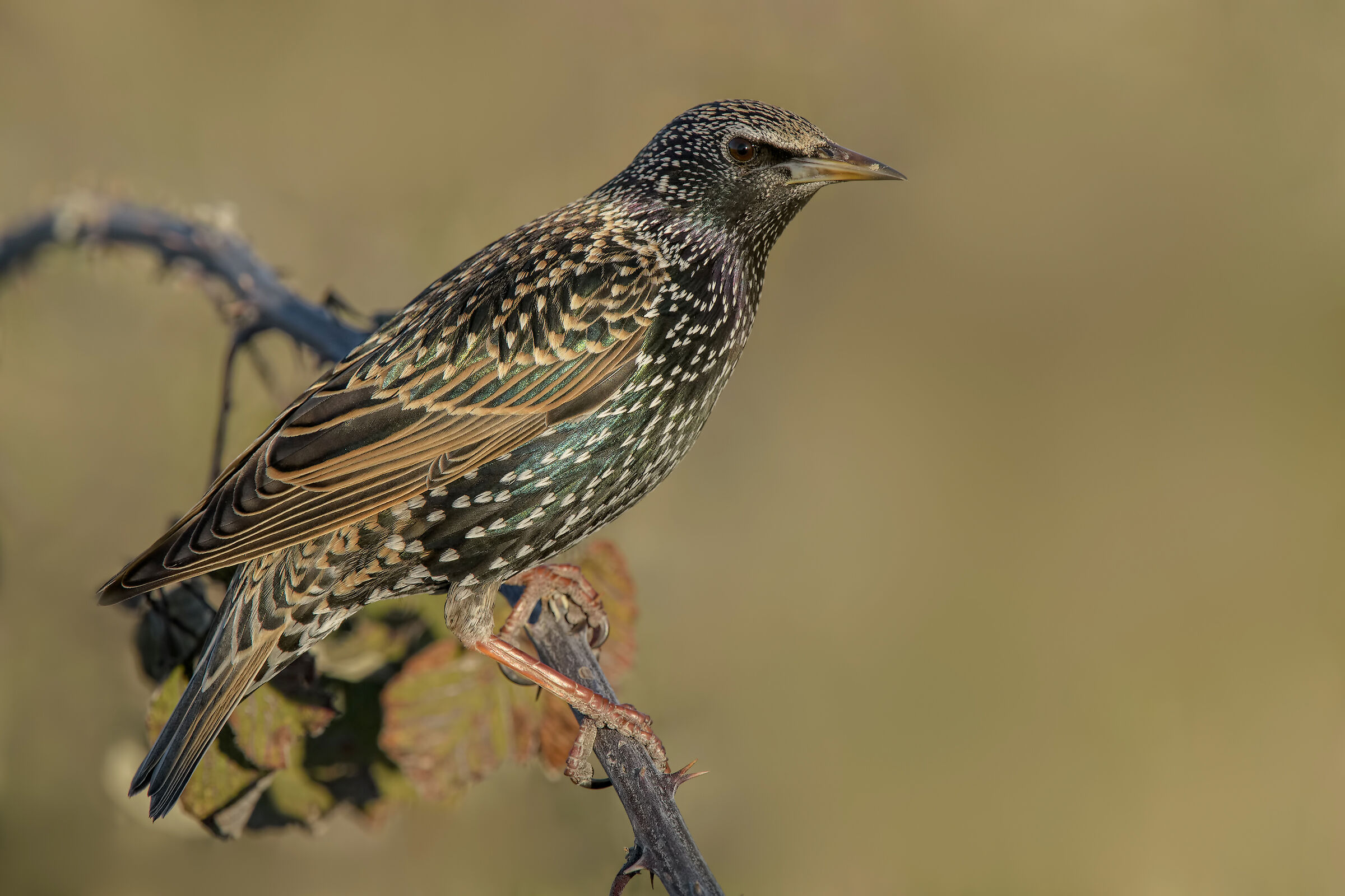 Common reversal (Sturnus vulgaris)