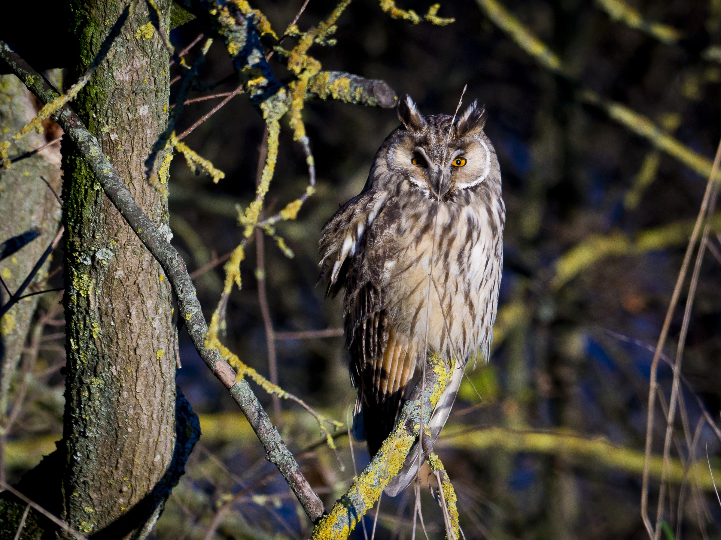 the king of the night!