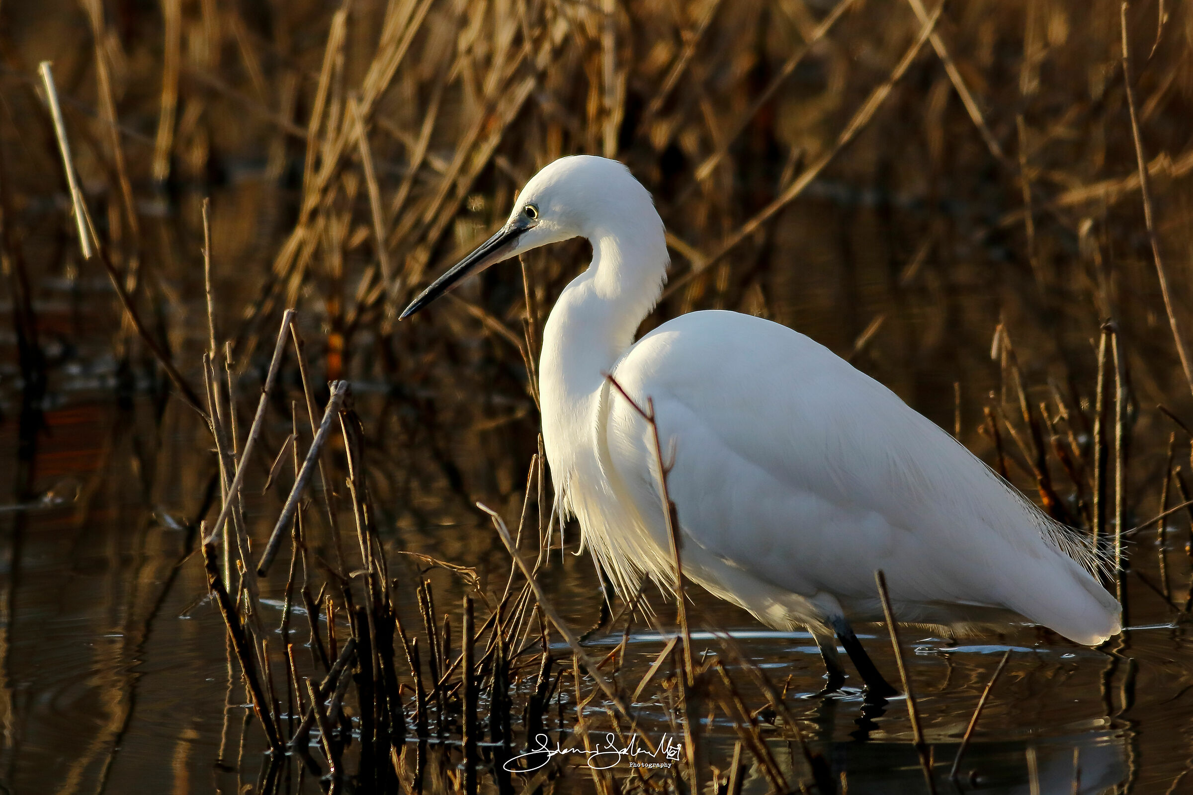 Ritratto di Garzetta (Egretta garzetta - Linnaeus 1766)