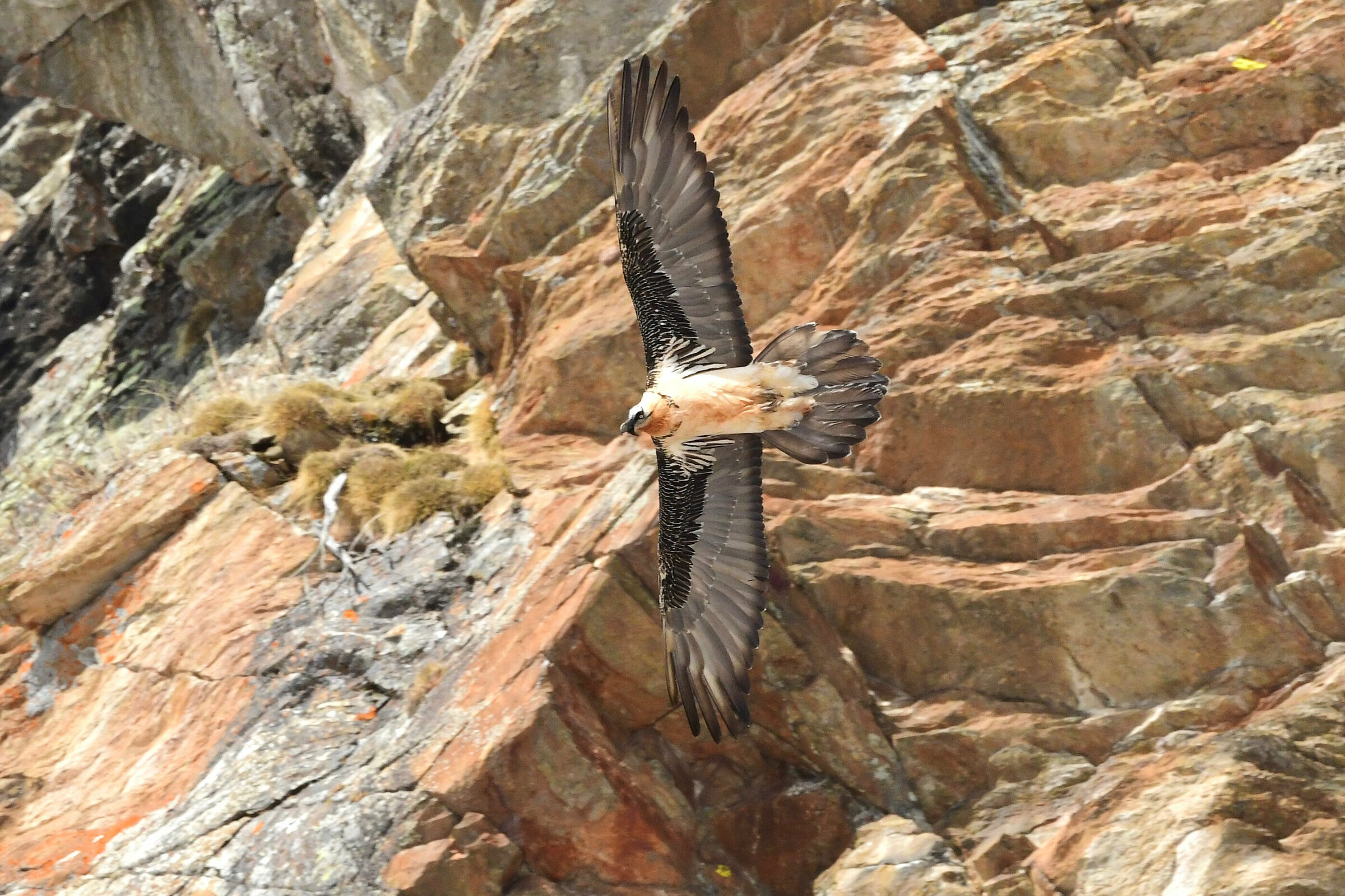 Bearded Vulture