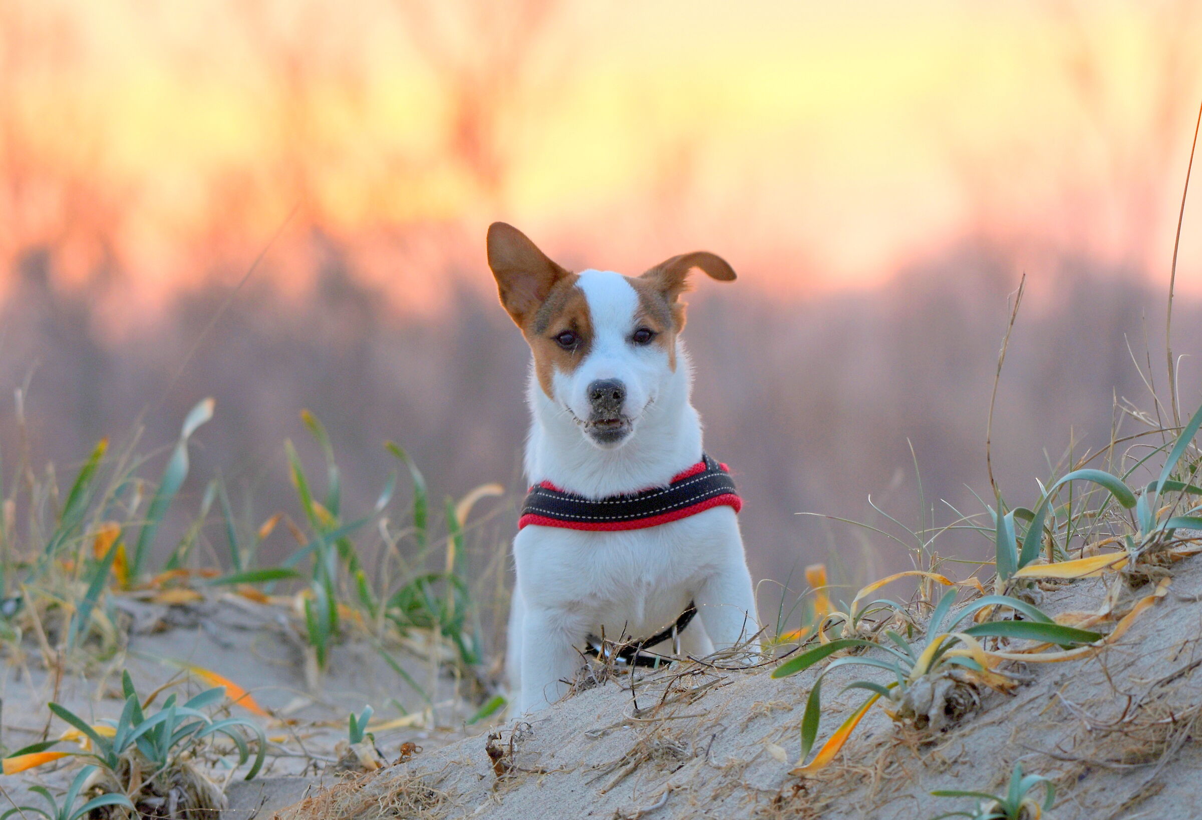 Jack Russel Terrier