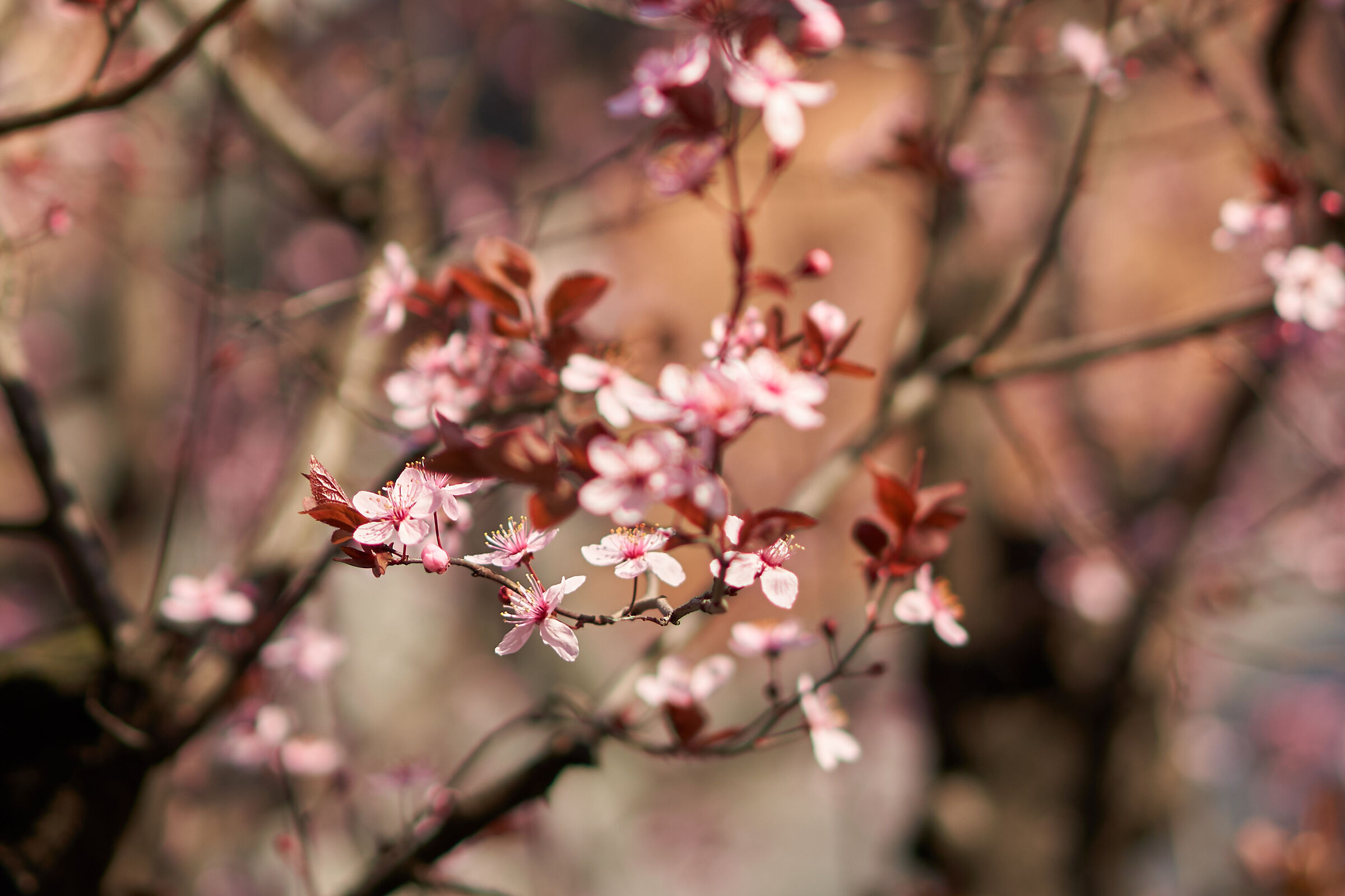 Milan March 2019-Early Spring