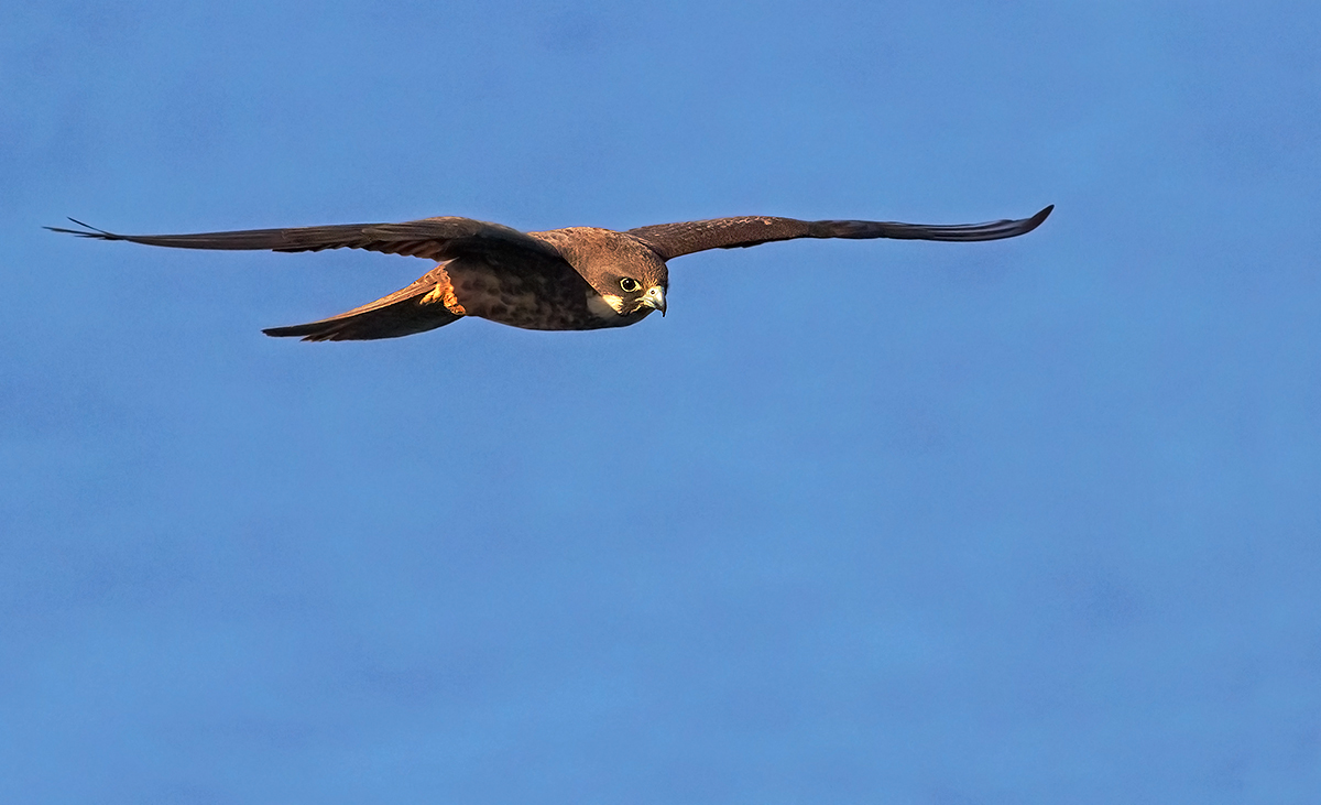 Eleonora's falcon