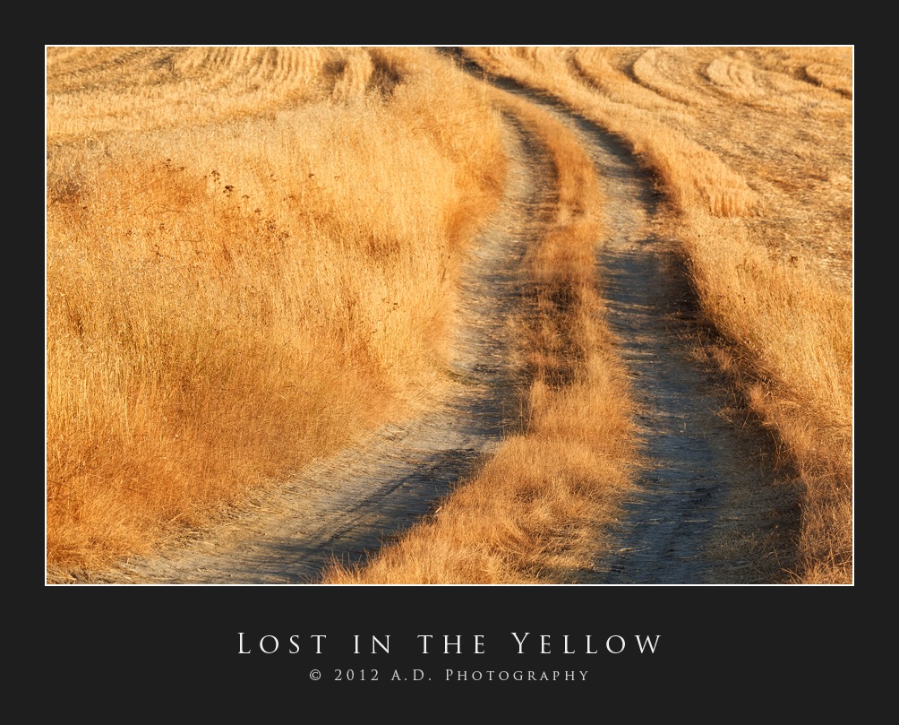 Lost in the Yellow