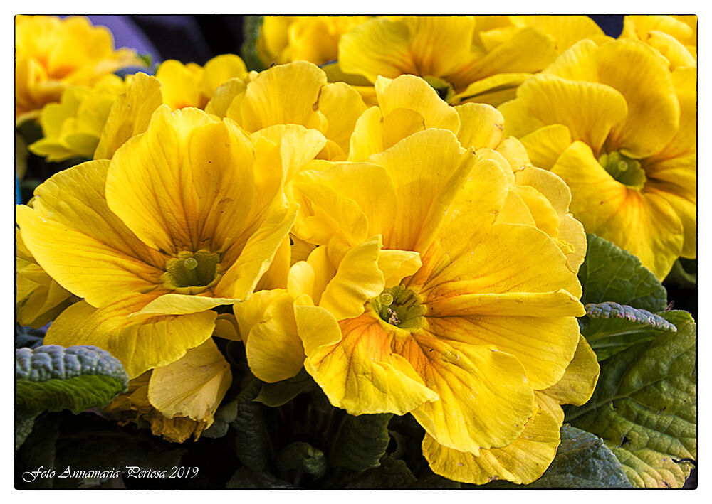 Una pennellata di giallo