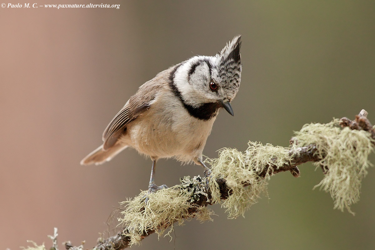Crested Tit