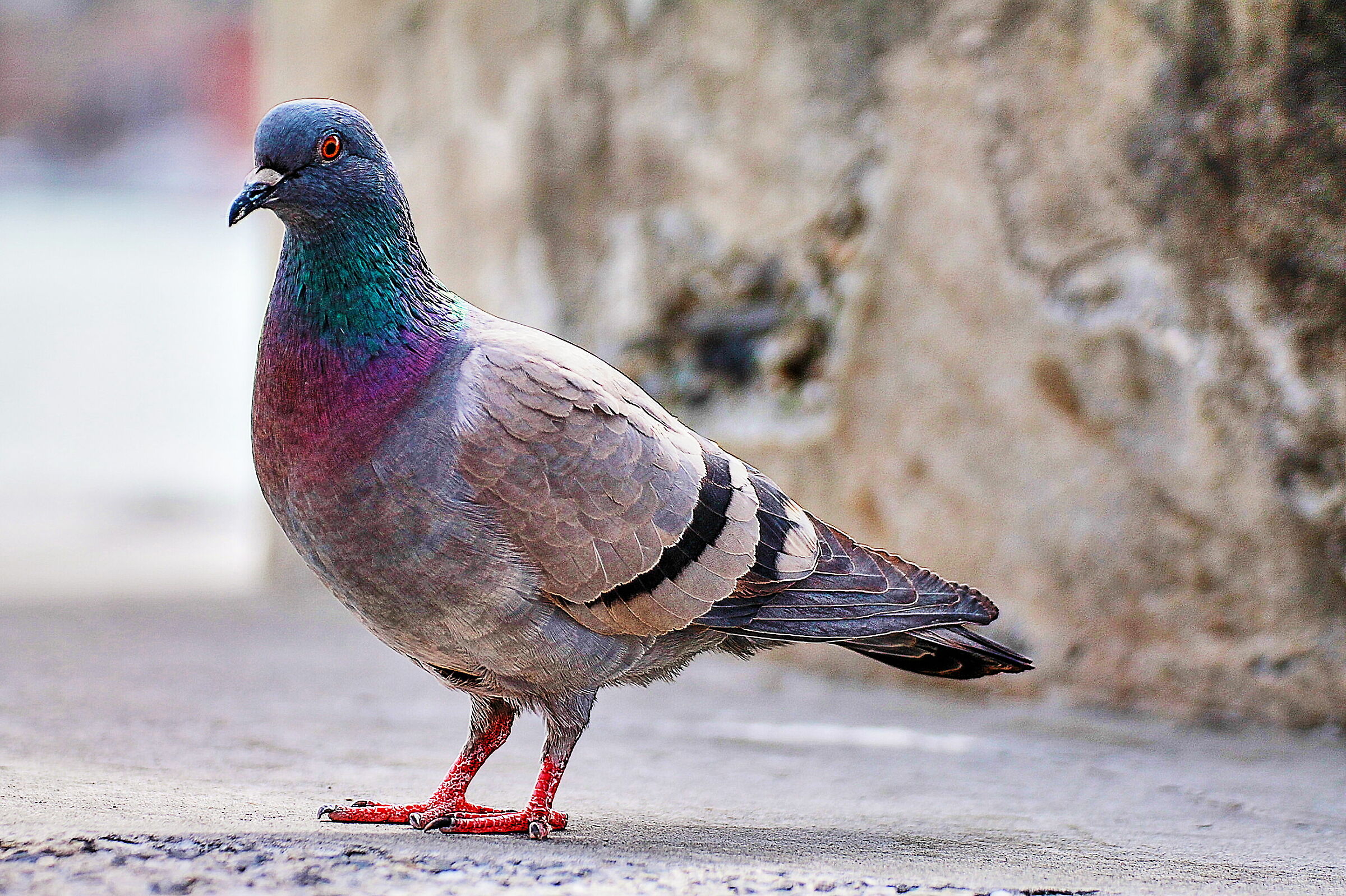 Italian Pigeon